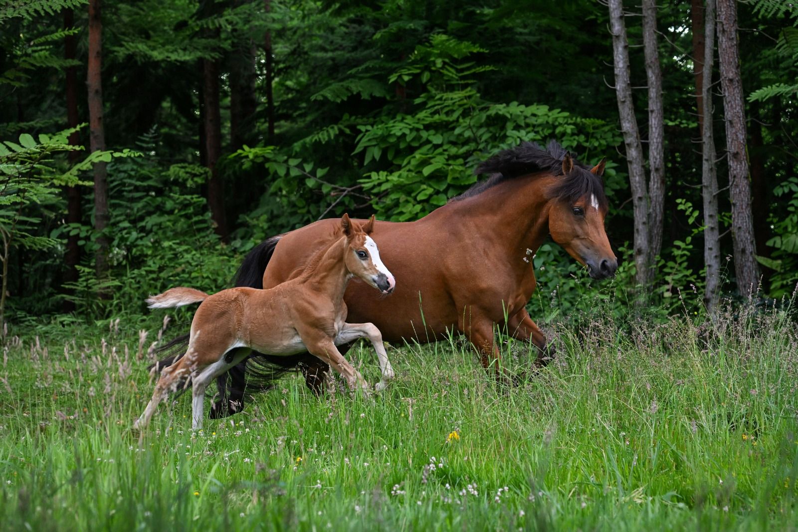 anglo-europees allround-pony merrie 7 år bruin till salu - Foto 6