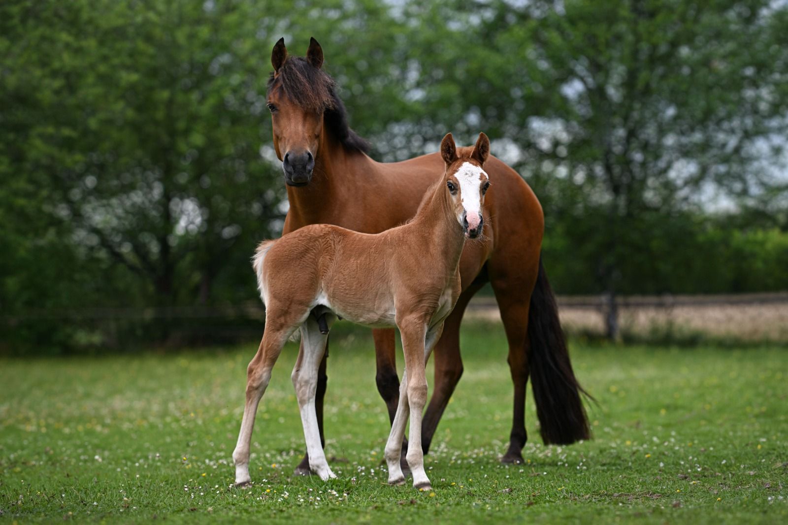 anglo-europees allround-pony merrie 7 år bruin till salu - Foto 5
