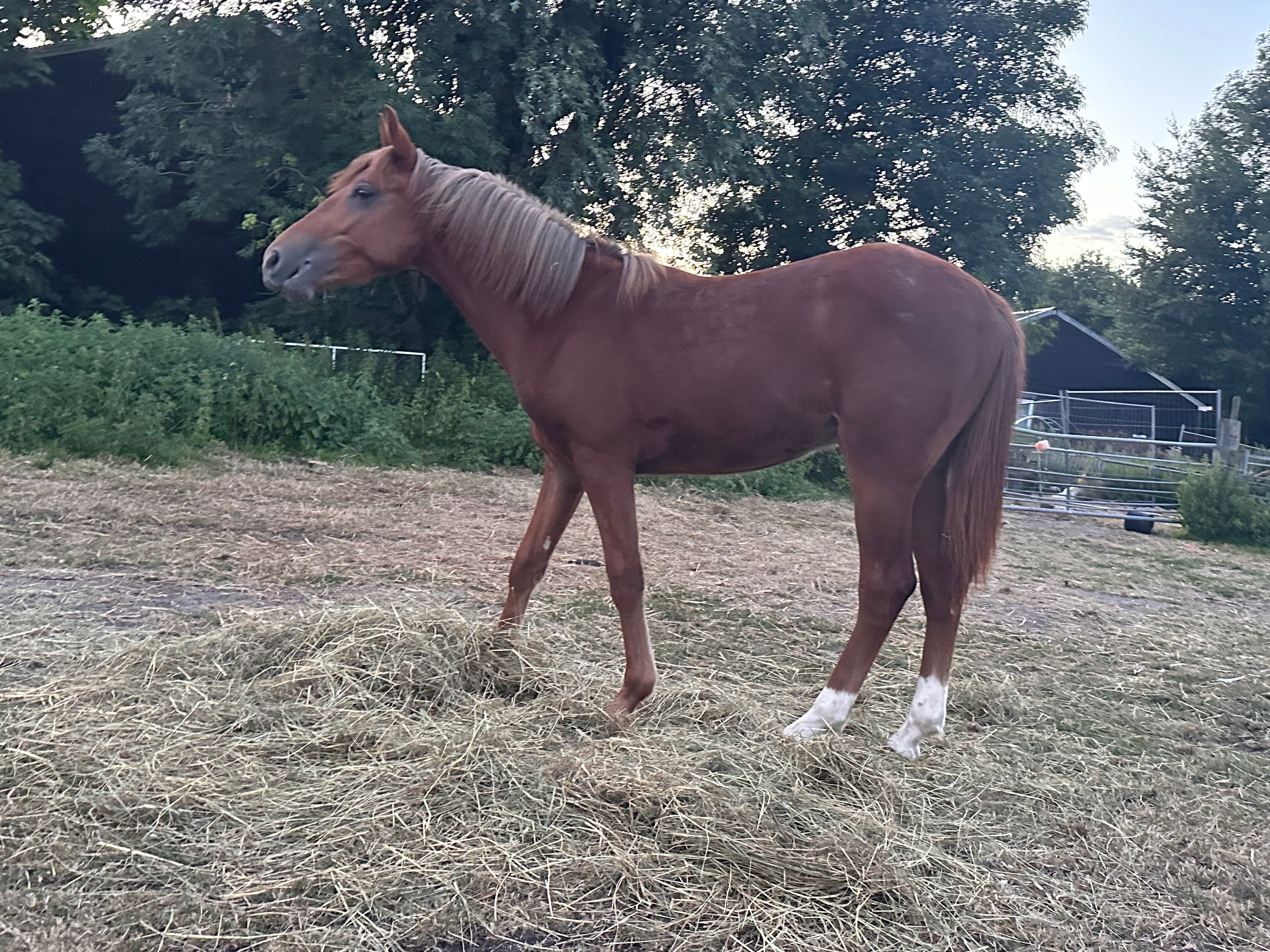 new-forest springpony hengst 1 jaar vos te koop - Foto 3