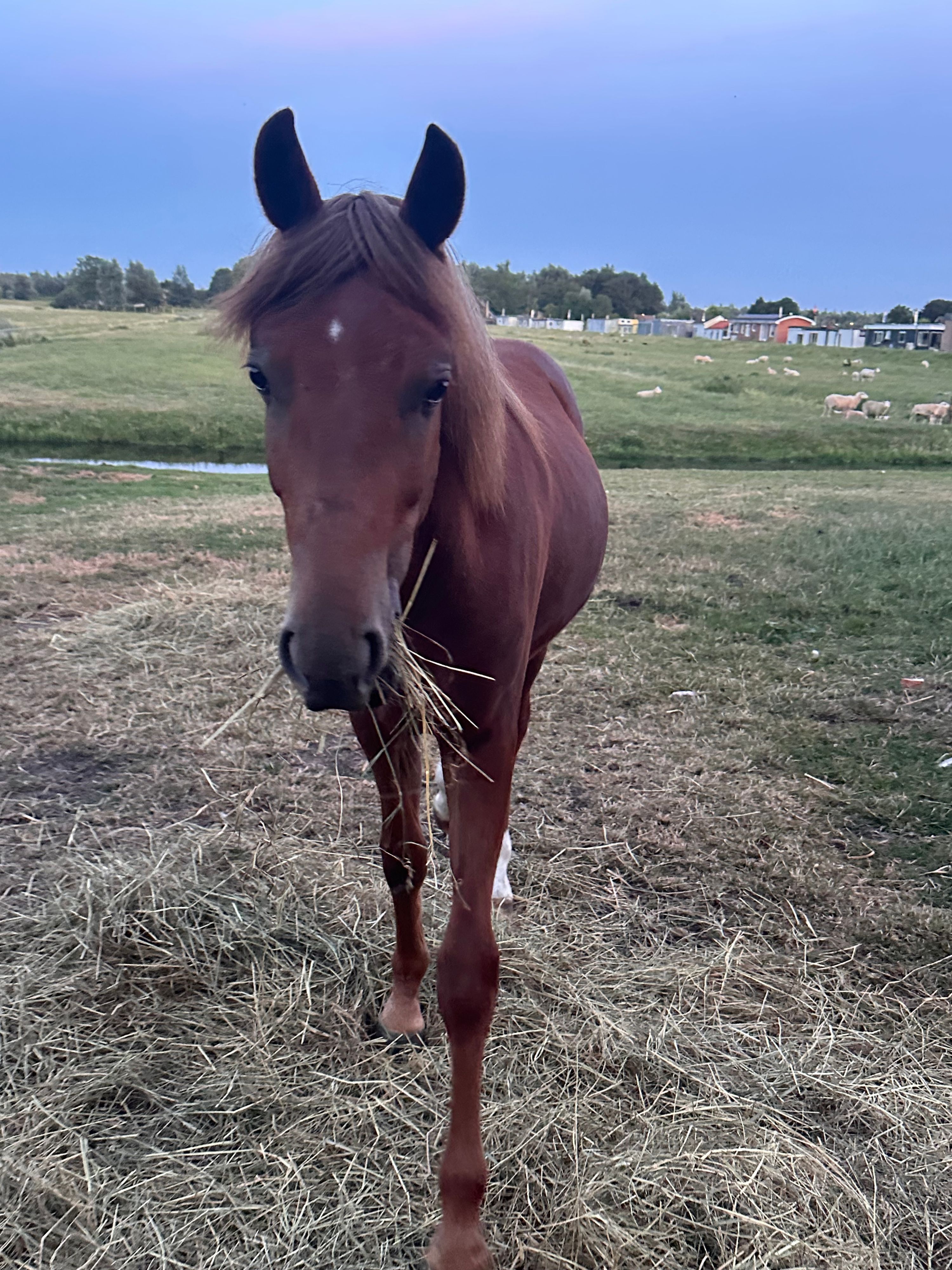 new-forest springpony hengst 1 jaar vos te koop - Foto 4