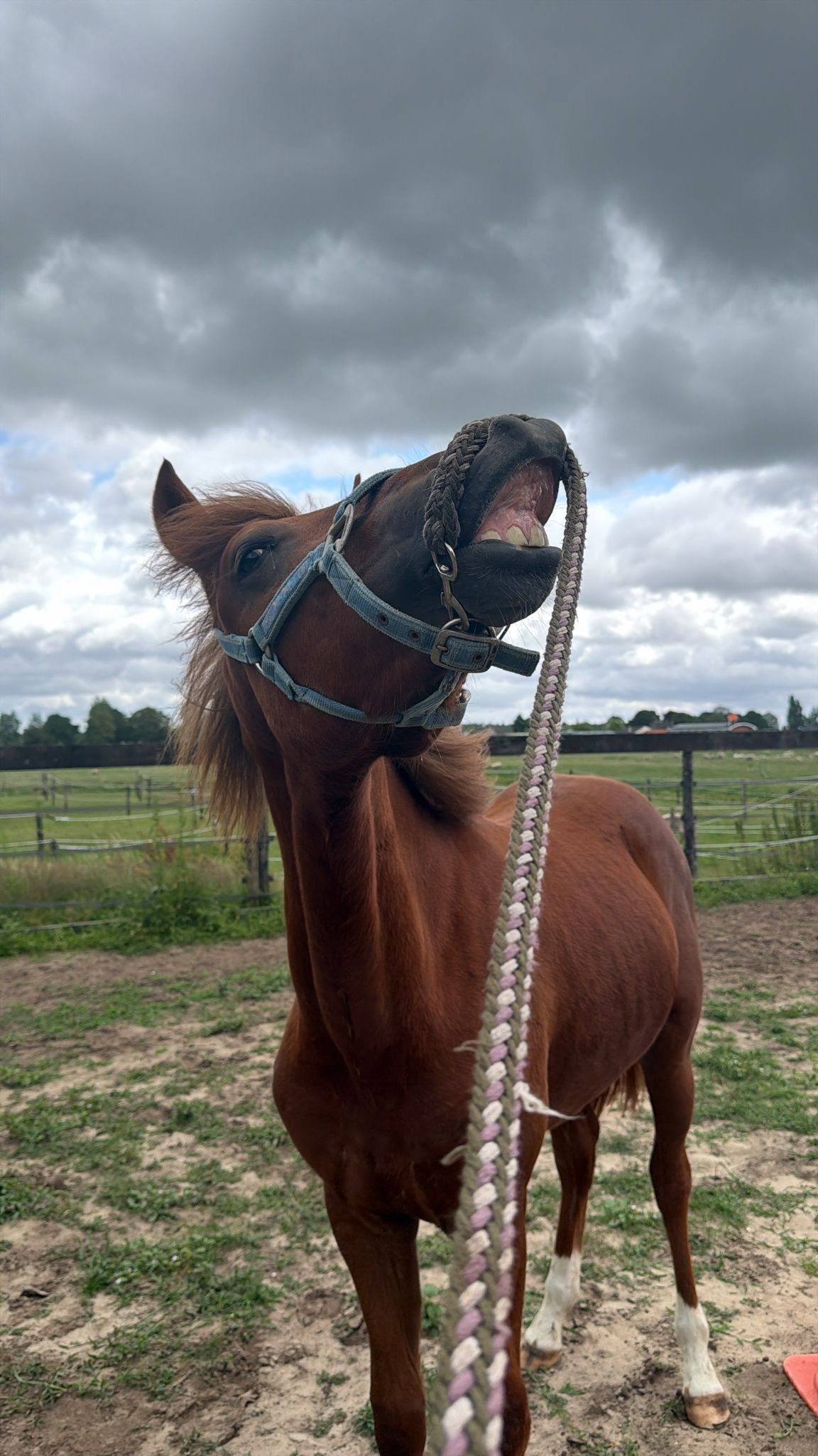 new-forest springpony hengst 1 jaar vos te koop - Foto 6