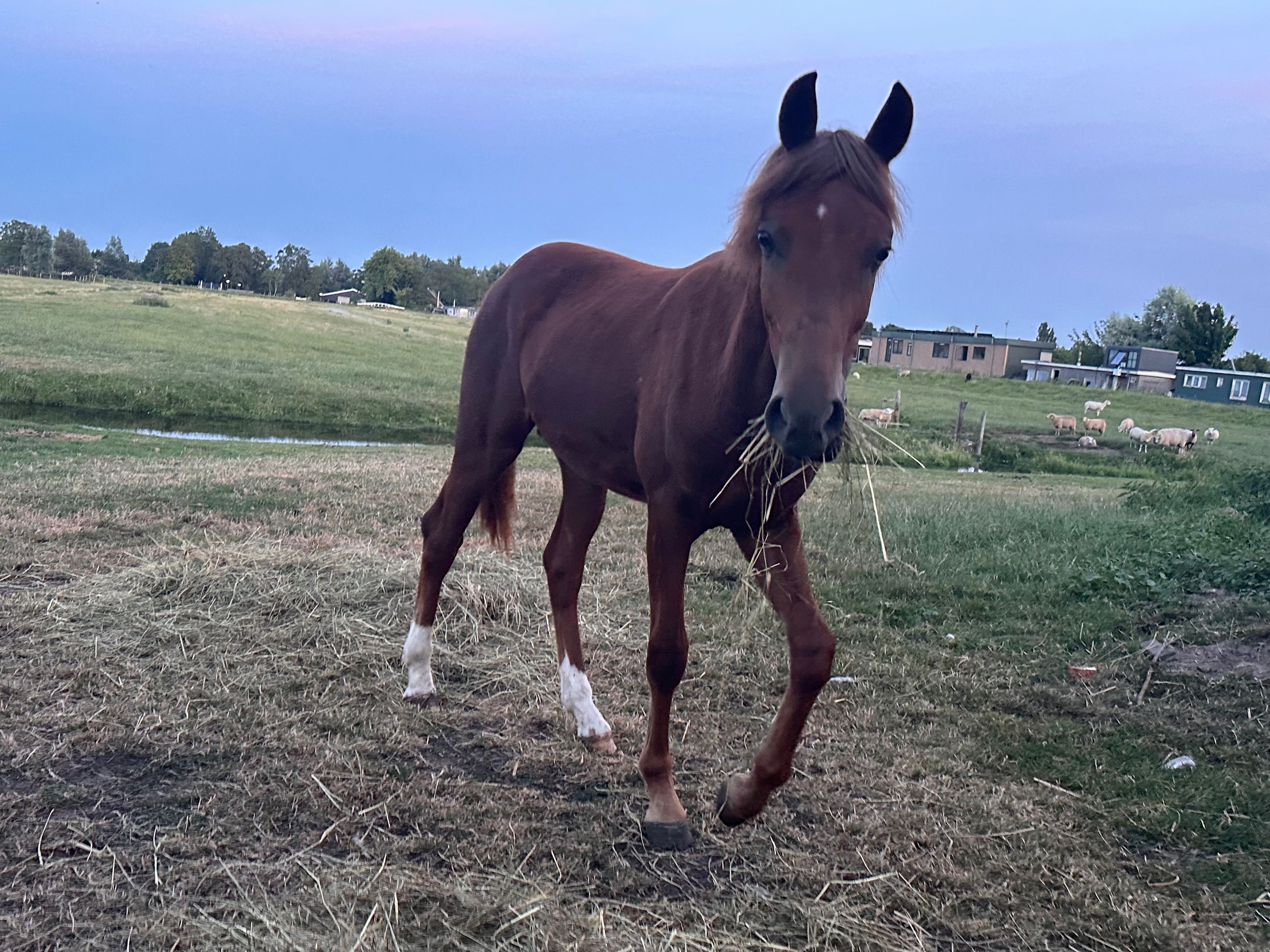 new-forest springpony hengst 1 jaar vos te koop - Foto 5