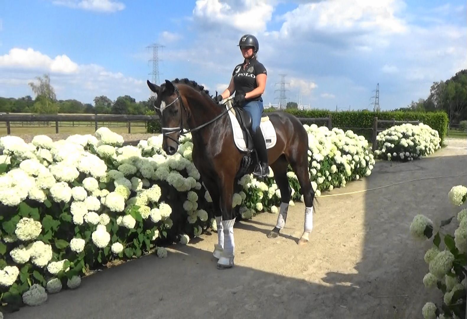 4-year-old Bonjour x Foundation x Gesina mare, very interestingly bred