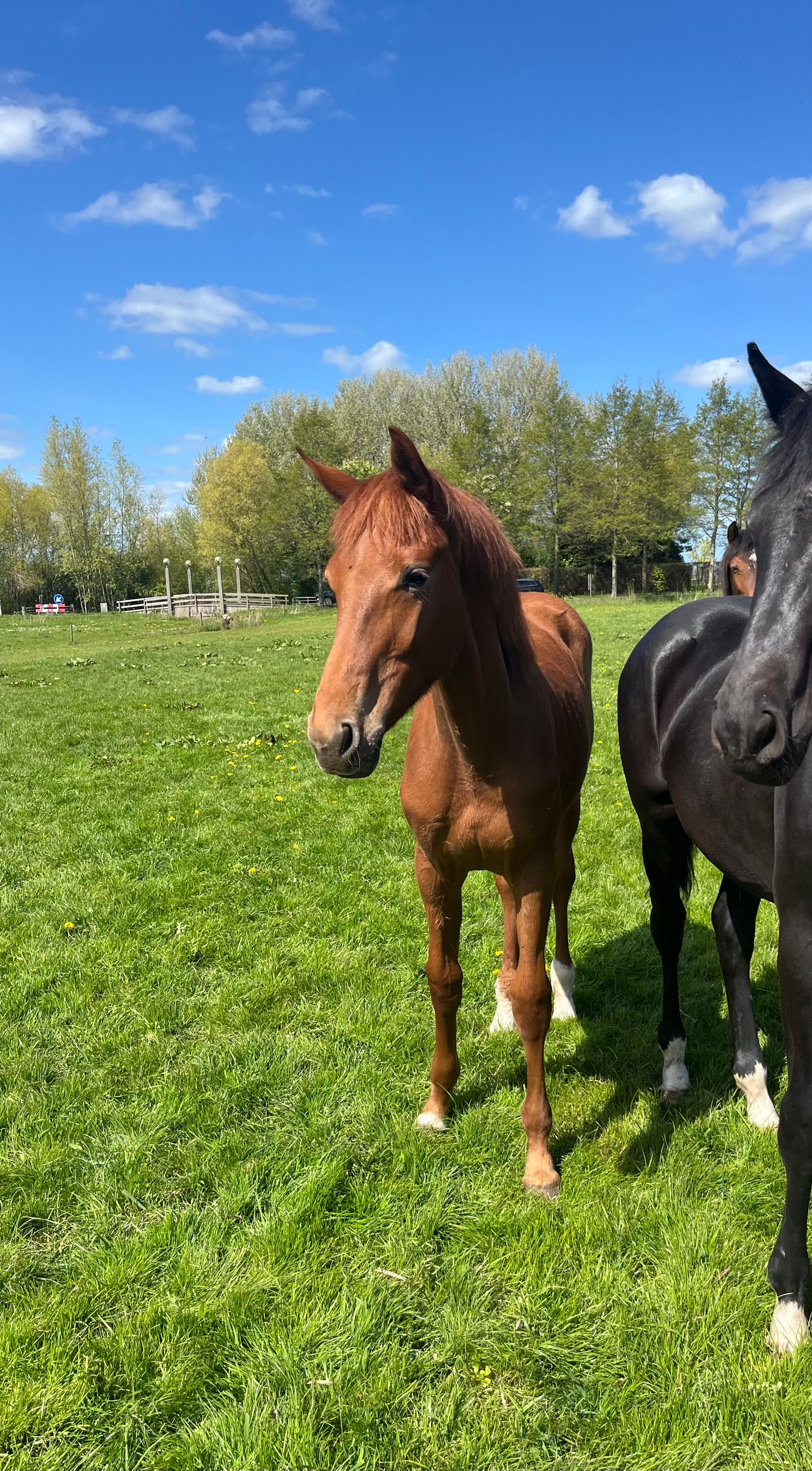 kwpn dressuurpaard merrie 1 år vos till salu - Foto 4