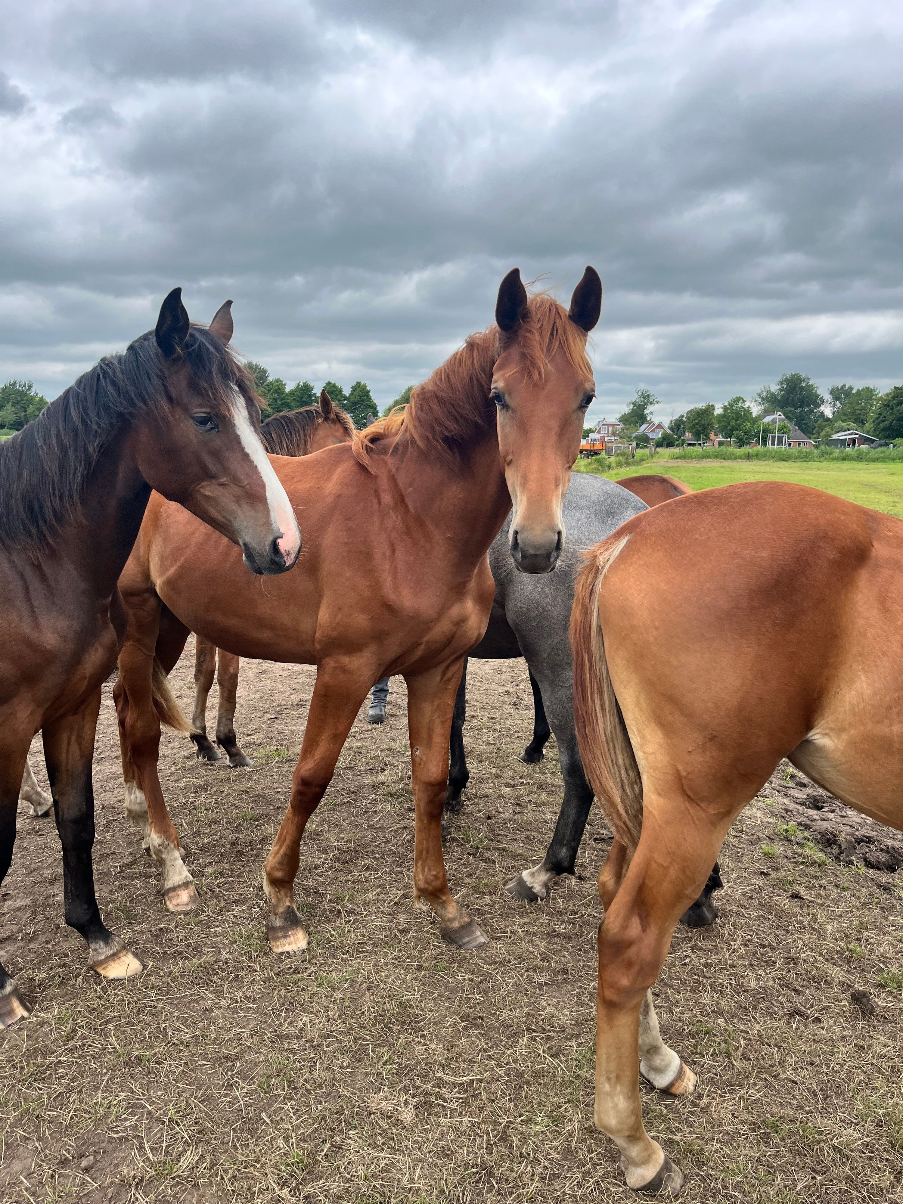 kwpn dressuurpaard merrie 1 år vos till salu - Foto 2