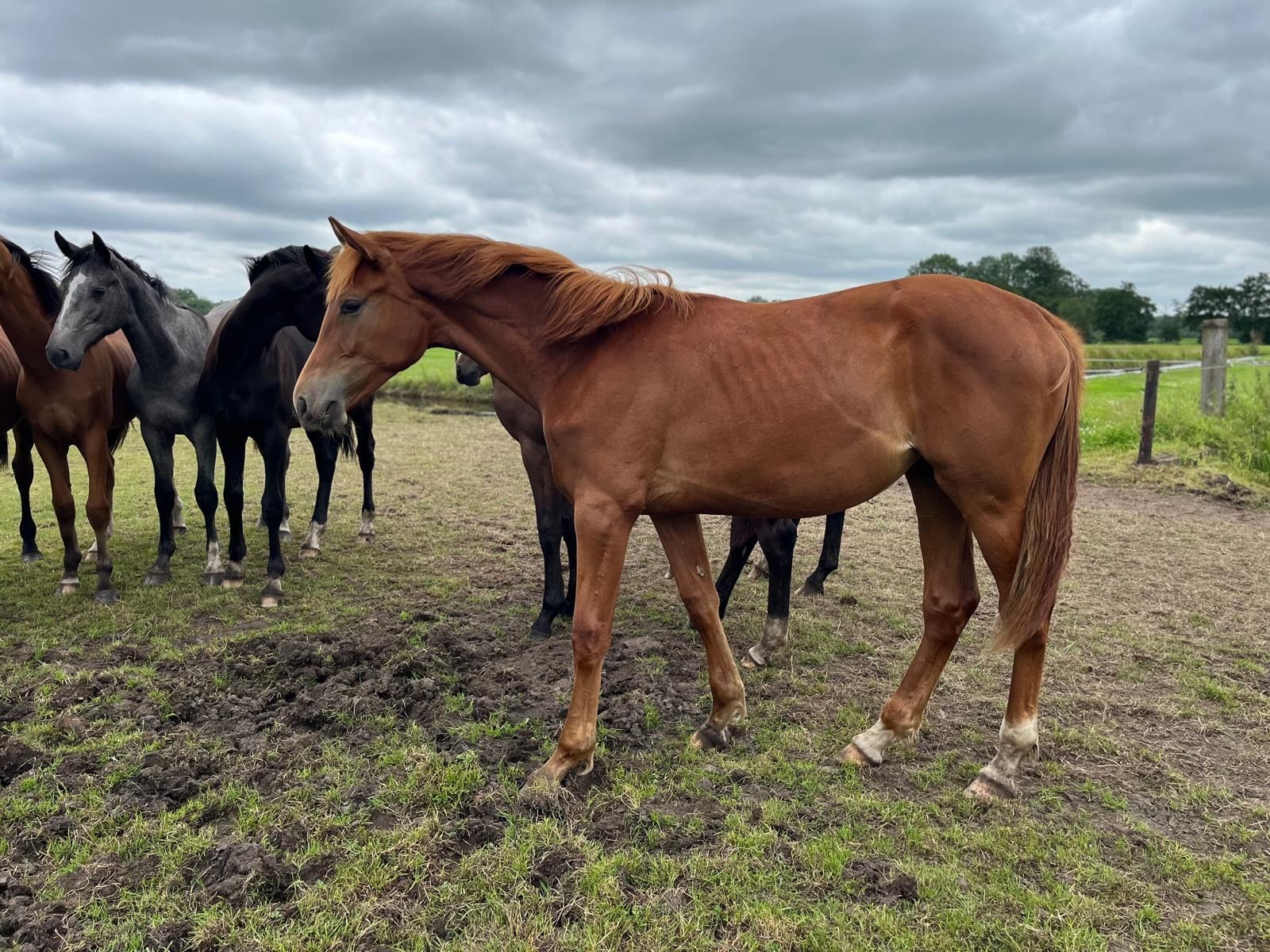 kwpn dressuurpaard merrie 1 år vos till salu - Foto 3
