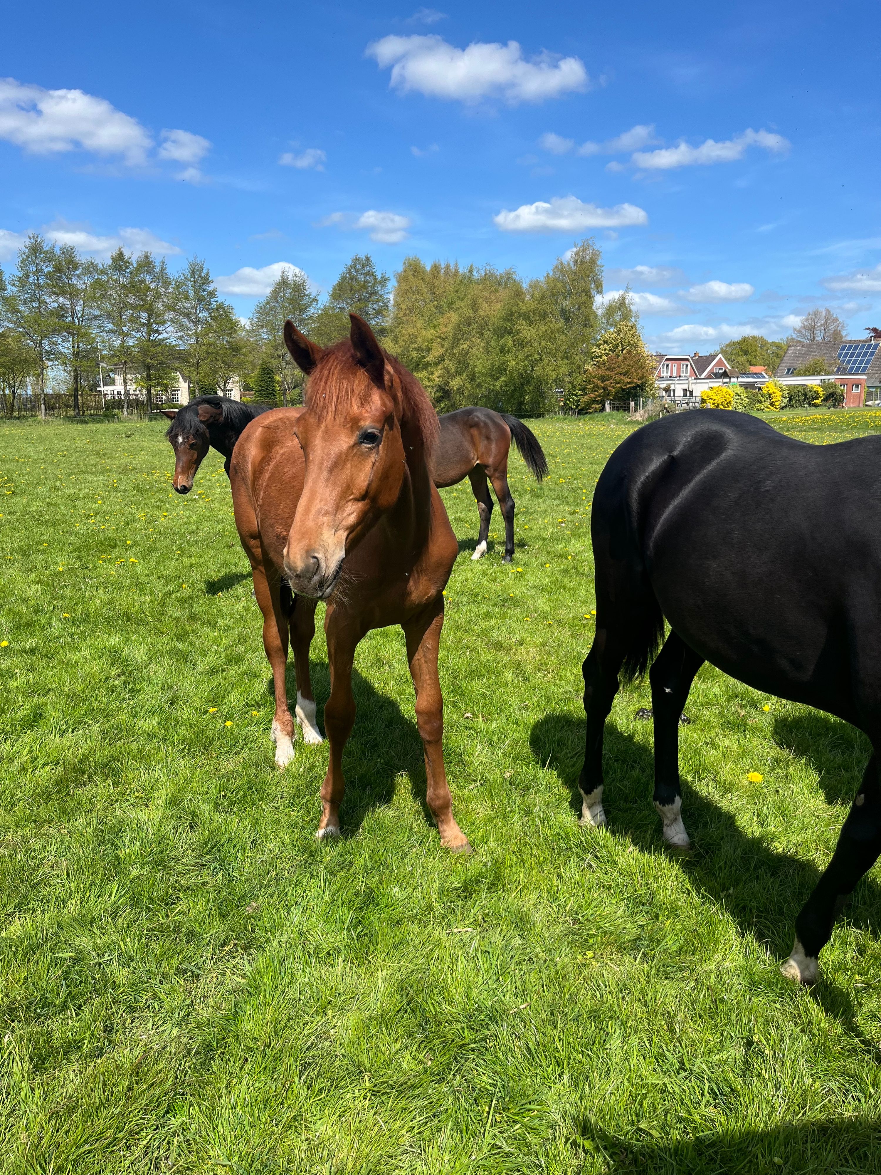 kwpn dressuurpaard merrie 1 år vos till salu - Foto 5