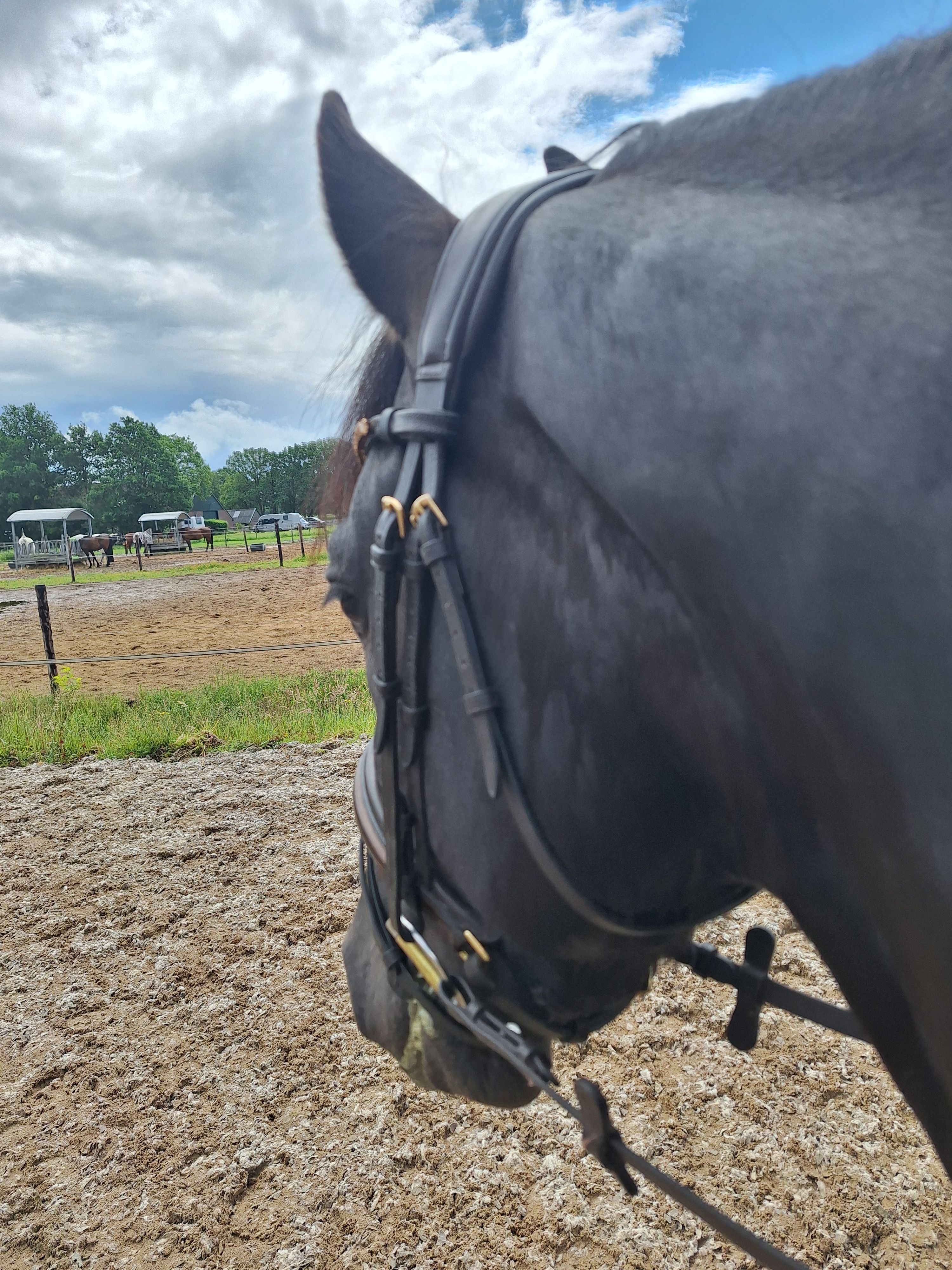 nrps allrounder merrie 3 jaar andere-kleur te koop - Foto 3