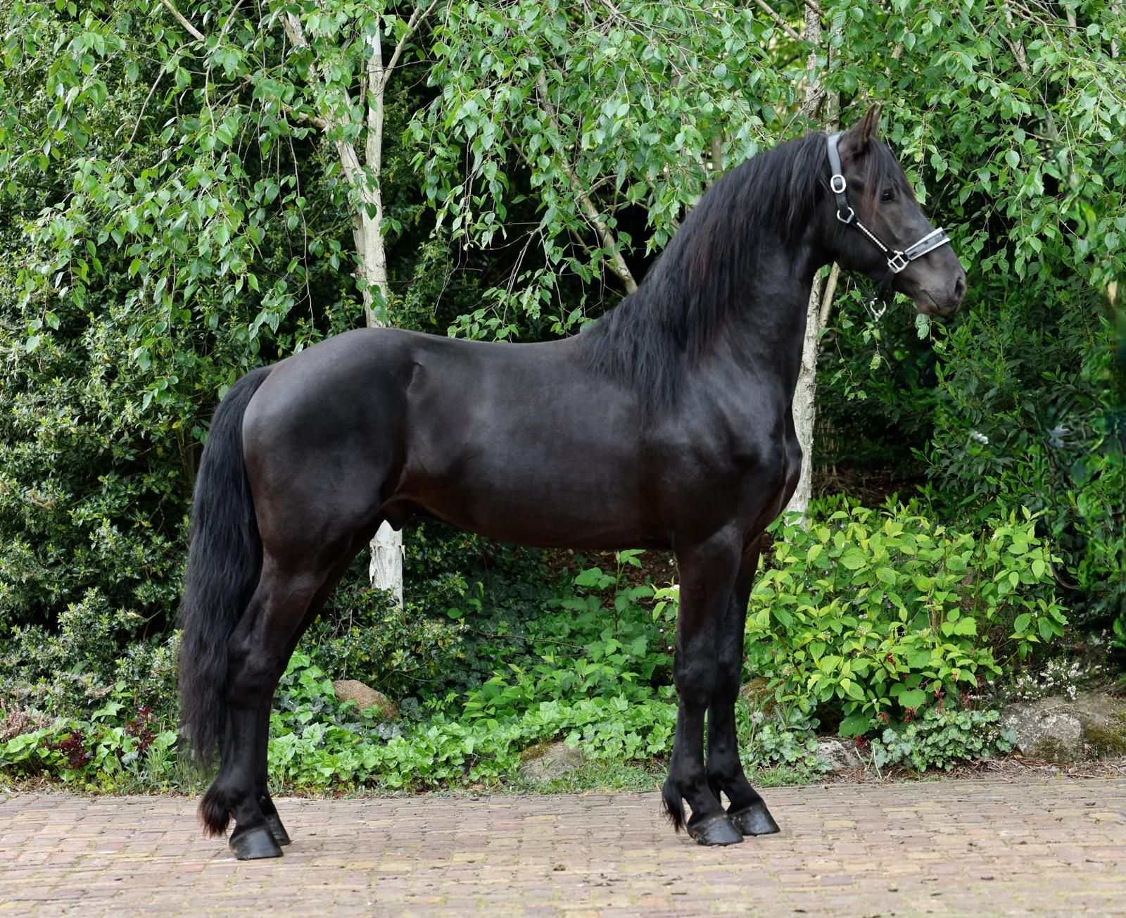 nrps allrounder merrie 3 jaar andere-kleur te koop - Foto 2