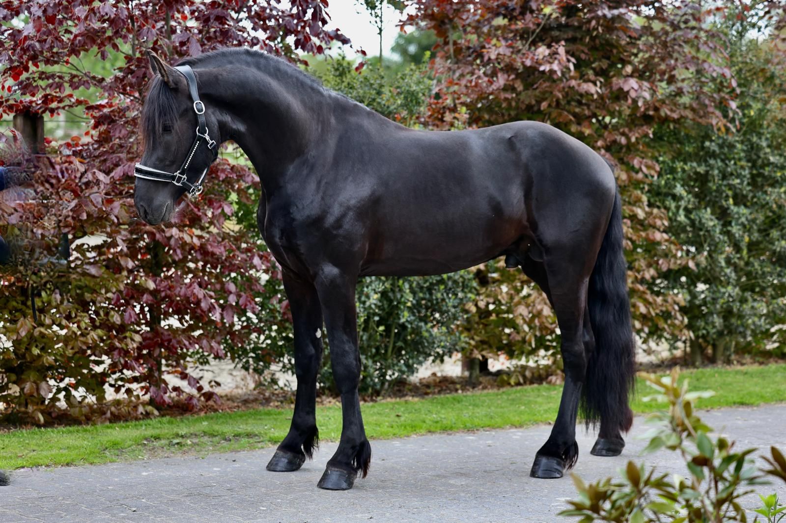 nrps allrounder merrie 3 jaar andere-kleur te koop - Foto 4