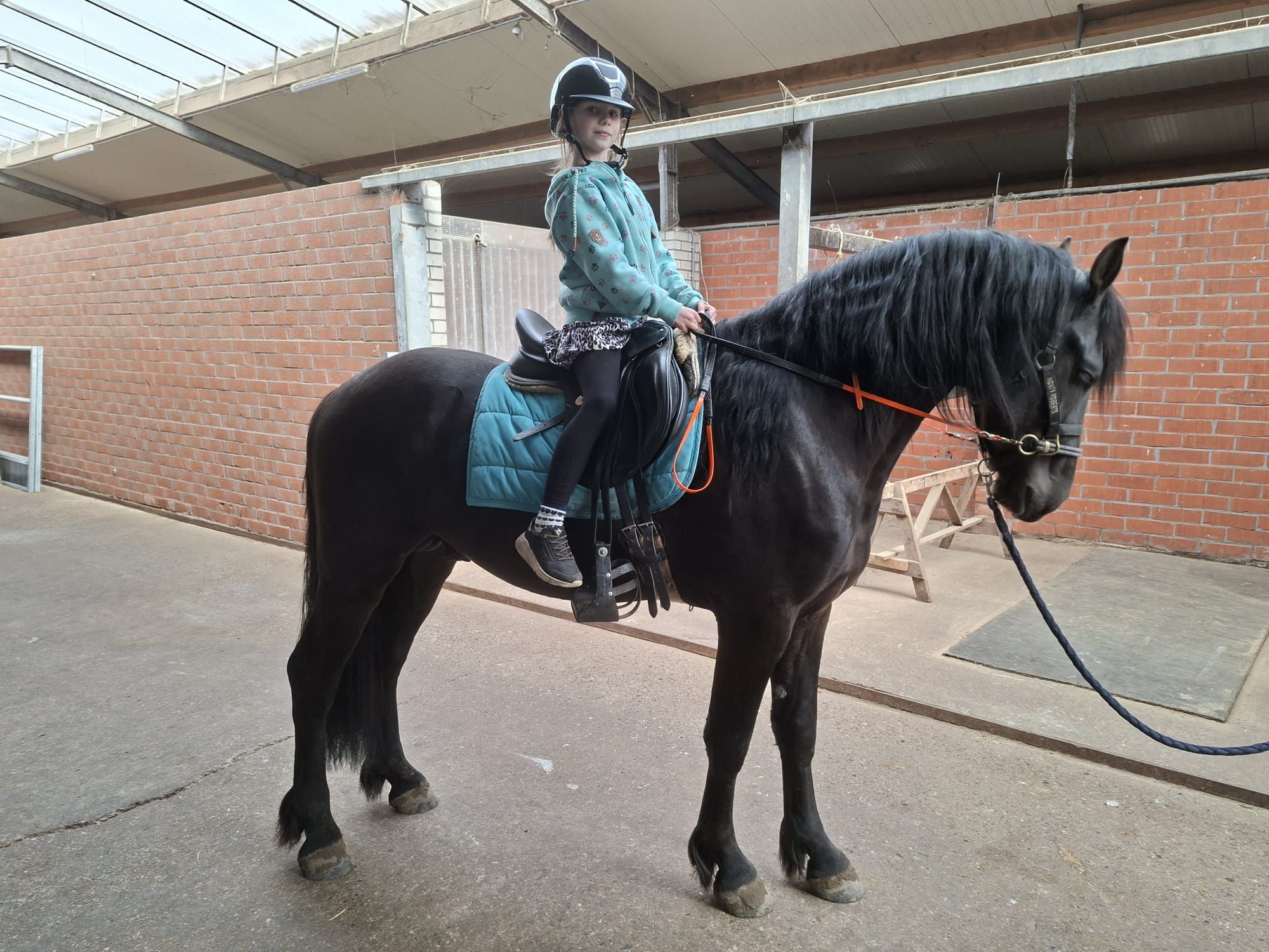 nrps allrounder merrie 3 jaar andere-kleur te koop - Foto 6