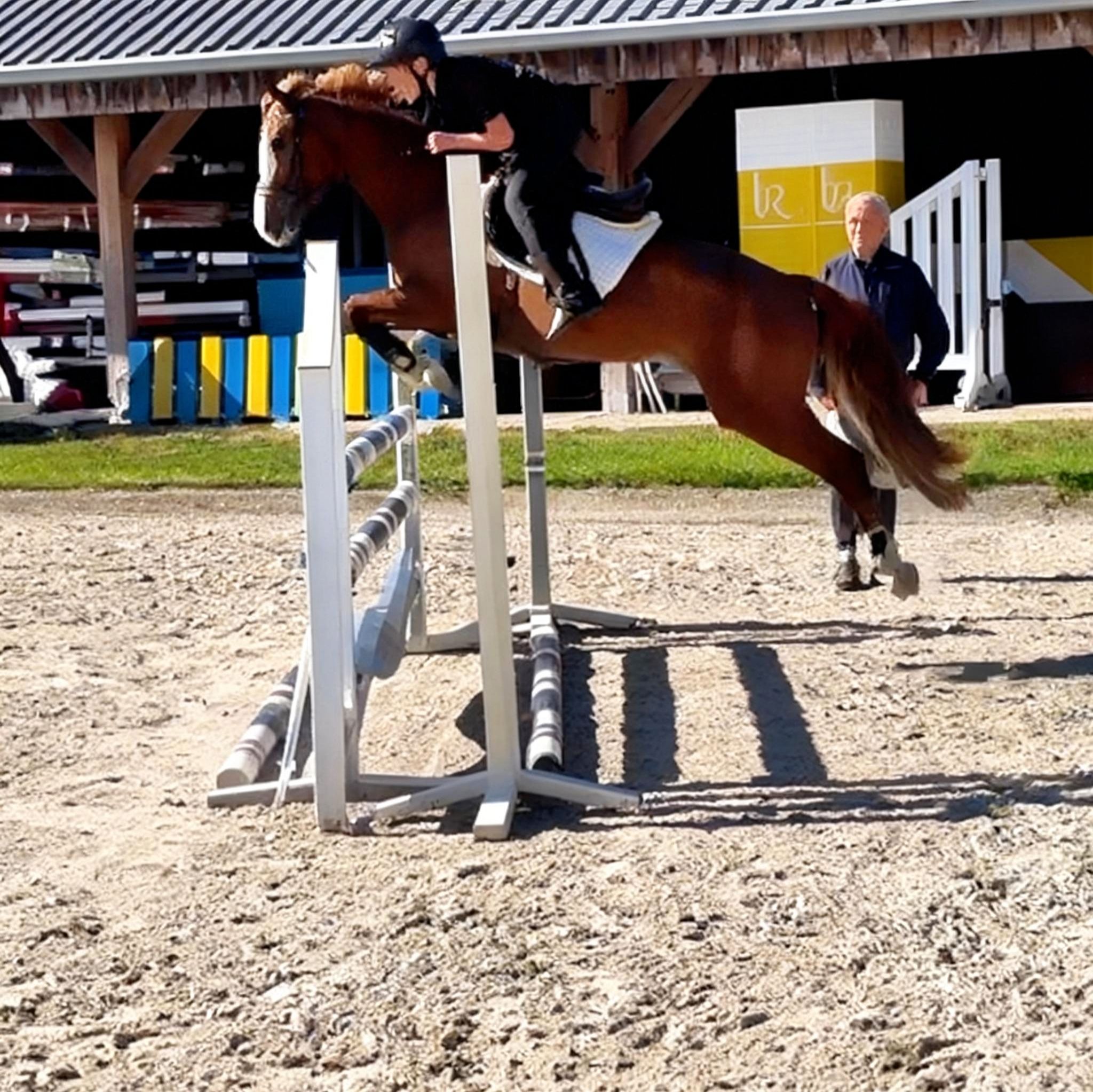 new-forest springpony merrie 6 år vos till salu - Foto 3