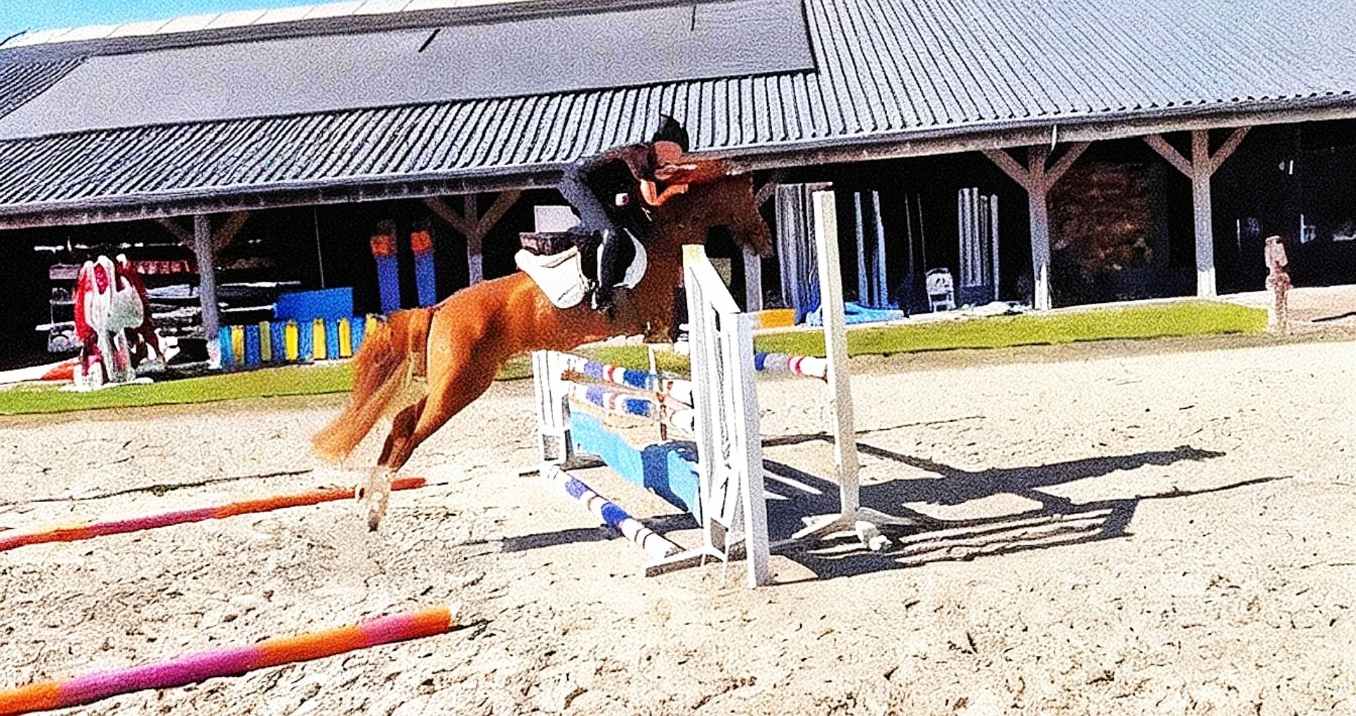 new-forest springpony merrie 6 år vos till salu - Foto 2
