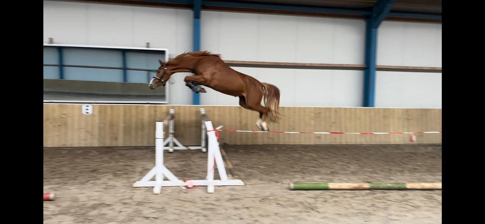 new-forest springpony merrie 6 år vos till salu - Foto 4