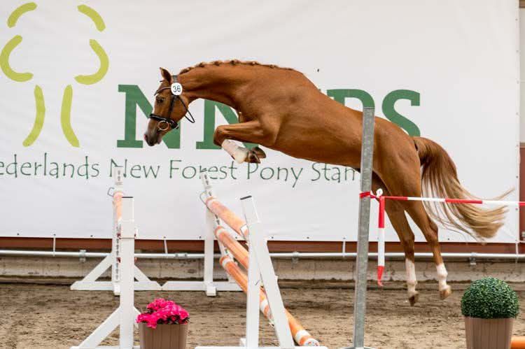 new-forest springpony merrie 6 år vos till salu - Foto 5