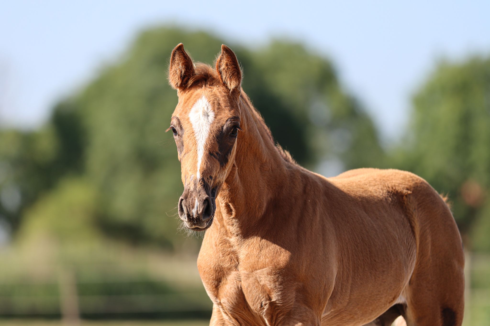Pouliche de saut d'obstacles (CSO)