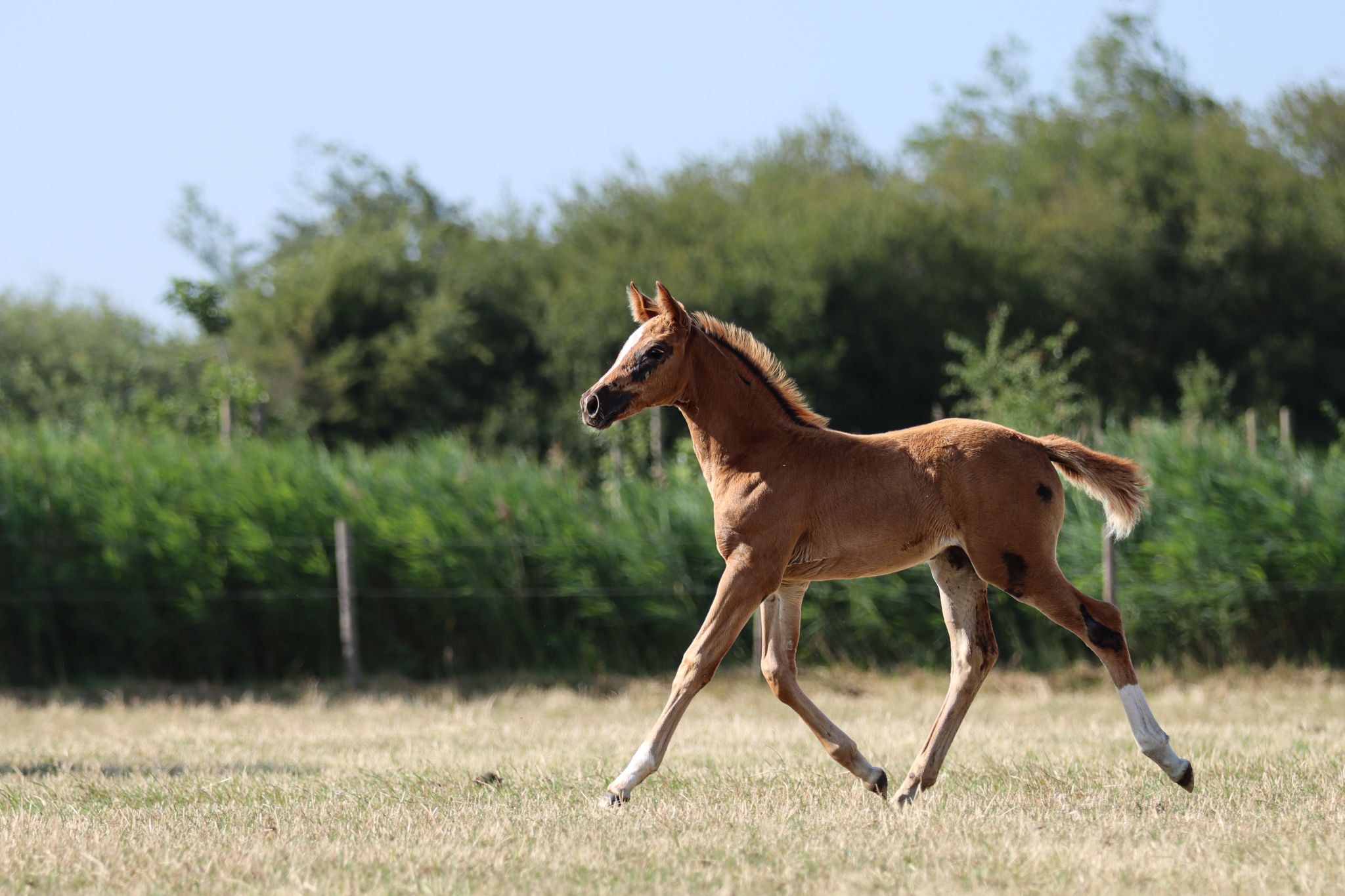 zangersheide springpaard merrie 0 jaar vos te koop - Foto 5