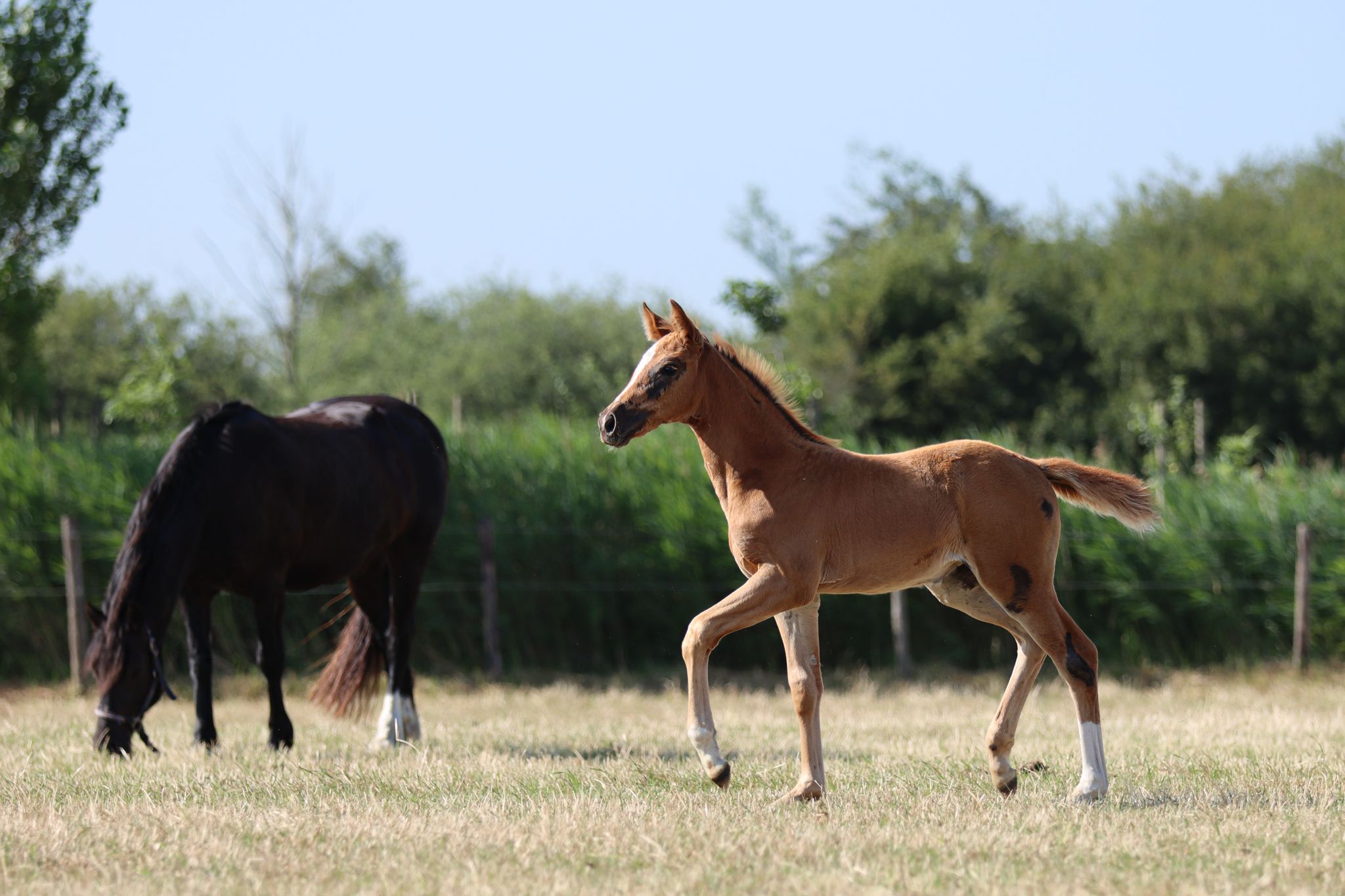 zangersheide springpaard merrie 0 jaar vos te koop - Foto 4