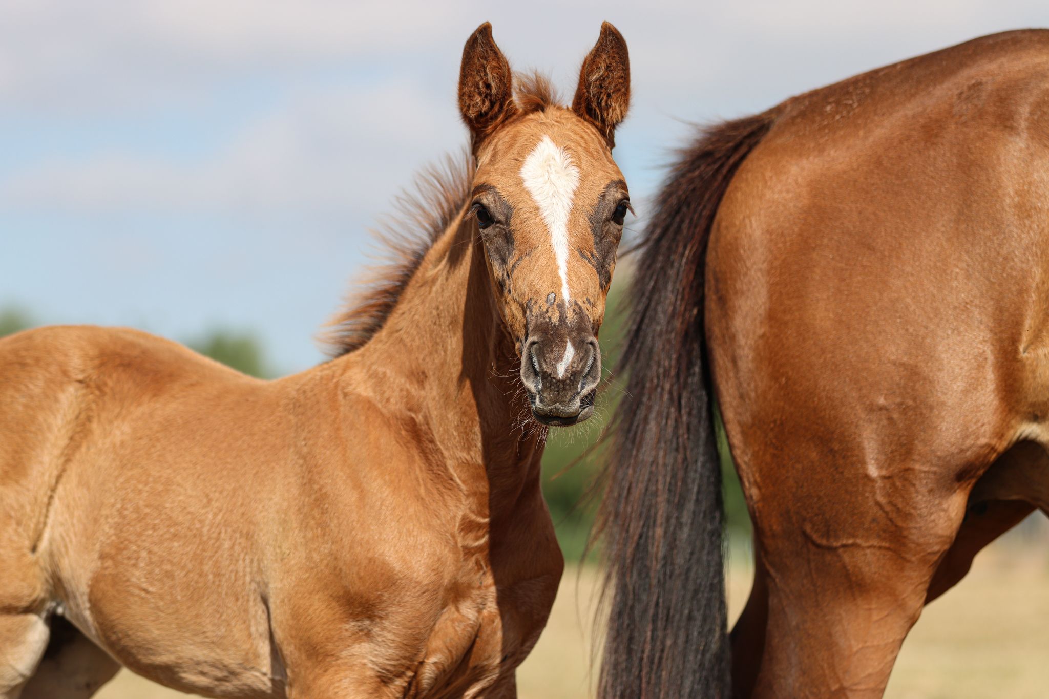 zangersheide springpaard merrie 0 jaar vos te koop - Foto 6