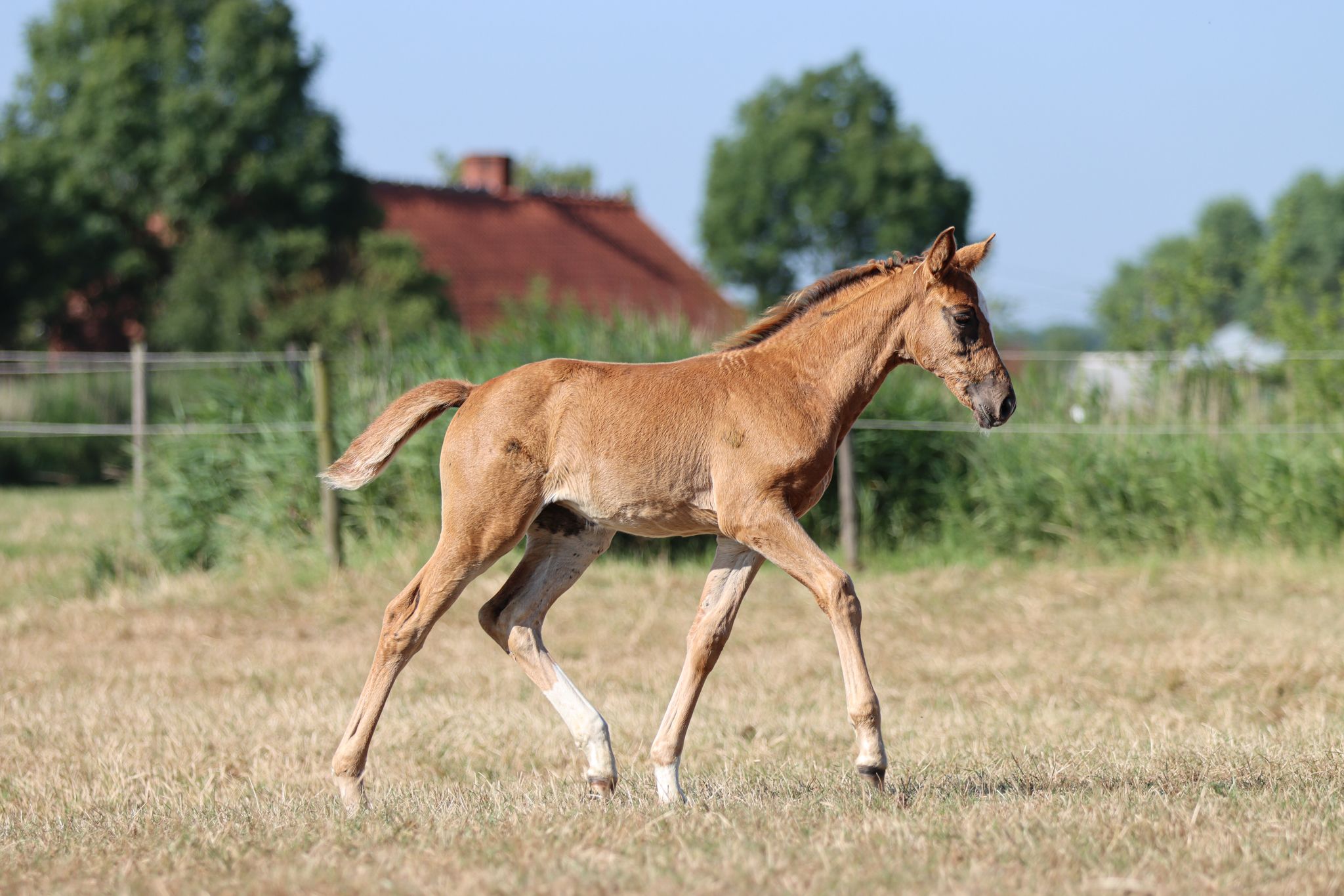 zangersheide springpaard merrie 0 jaar vos te koop - Foto 2