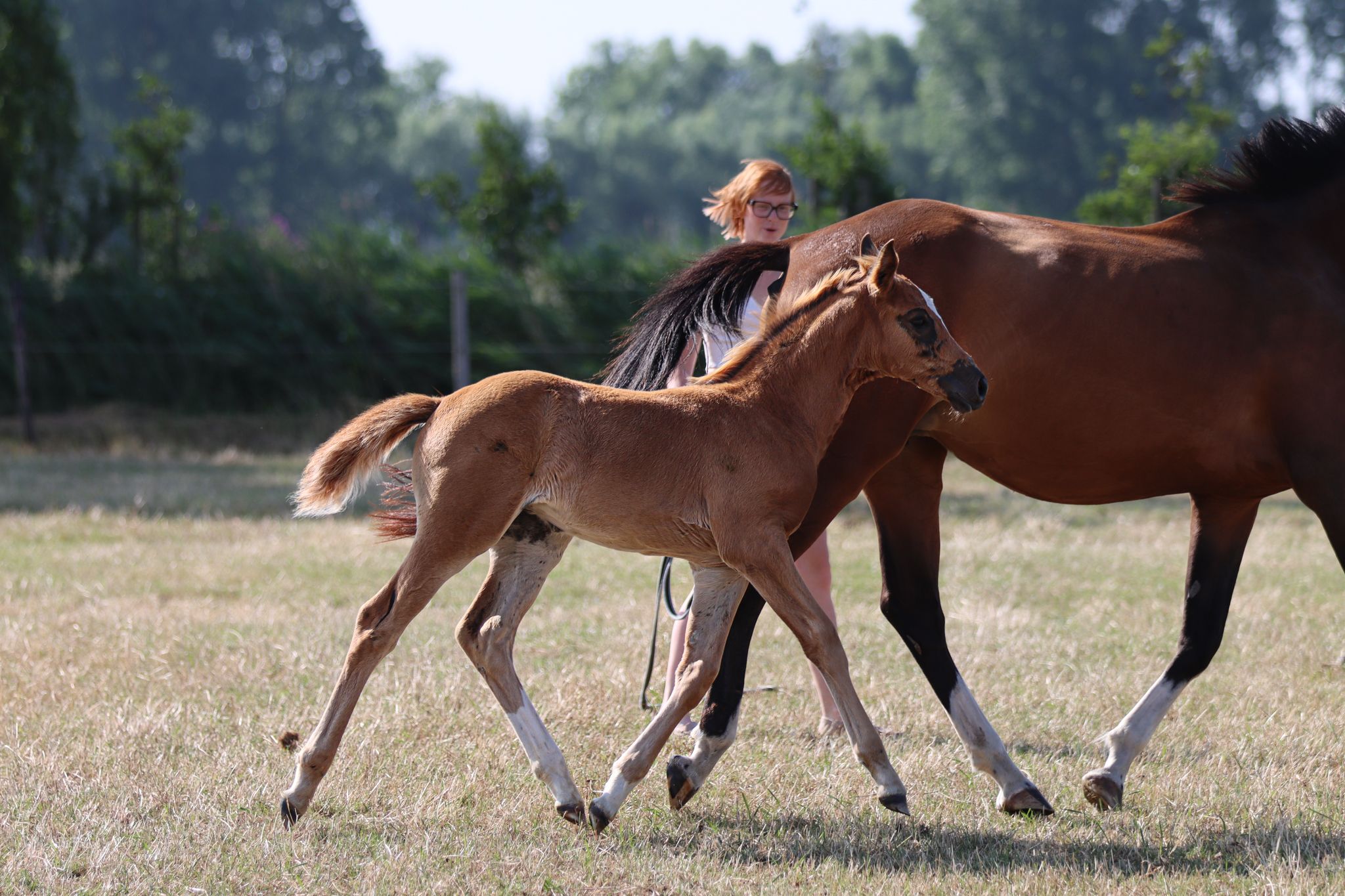 zangersheide springpaard merrie 0 jaar vos te koop - Foto 3