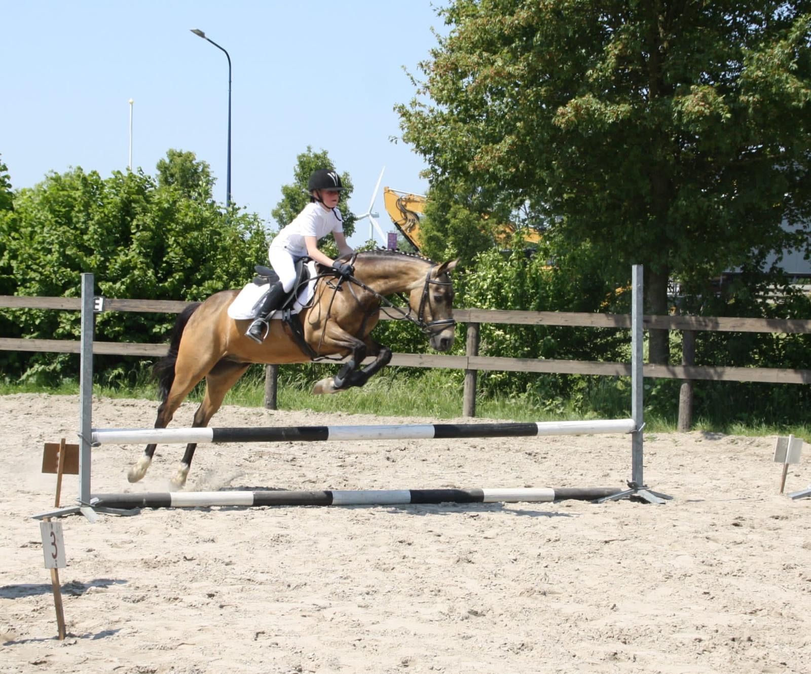 welsh allround-pony ruin 15 years old andere-kleur for sale - Main photo