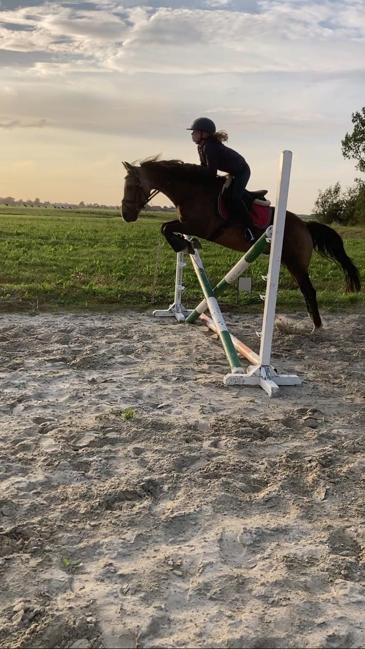 welsh allround-pony ruin 15 years old andere-kleur for sale - Photo 3