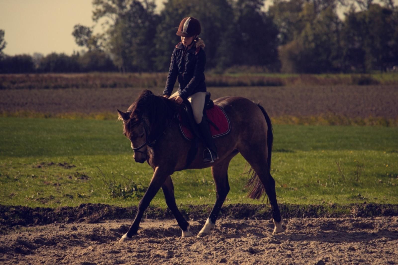 welsh allround-pony ruin 15 years old andere-kleur for sale - Photo 4