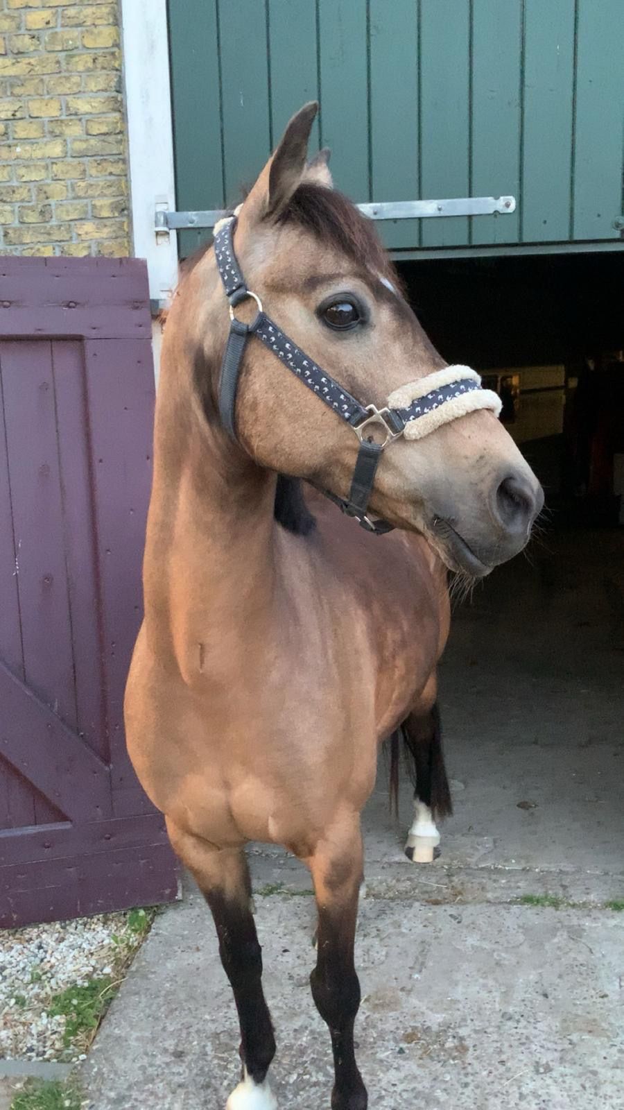 welsh allround-pony ruin 15 years old andere-kleur for sale - Photo 5