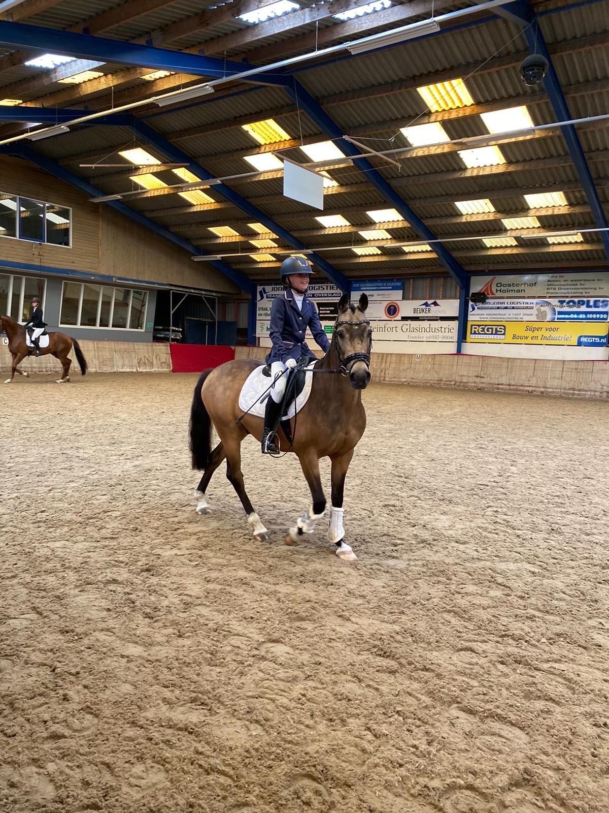 welsh allround-pony ruin 15 years old andere-kleur for sale - Photo 6