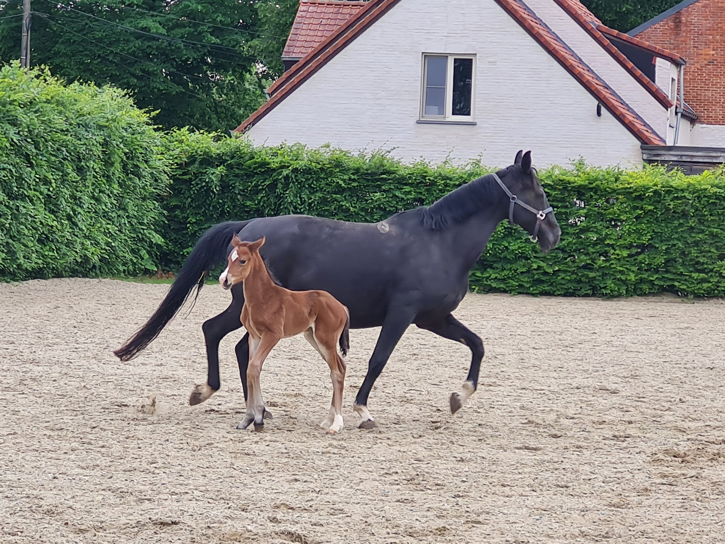 Very good dressage breeding mare