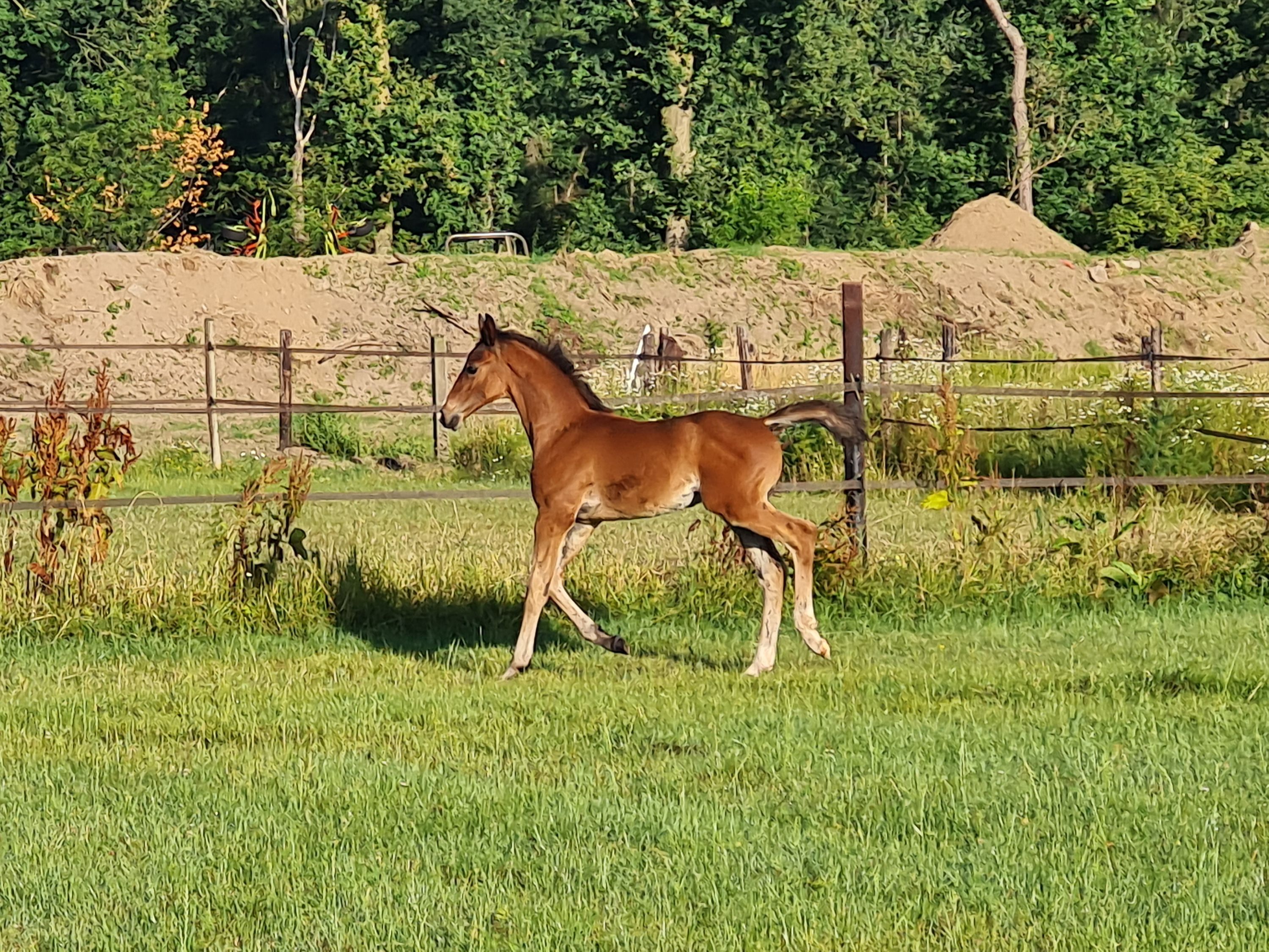 Super chic colt with top pedigree