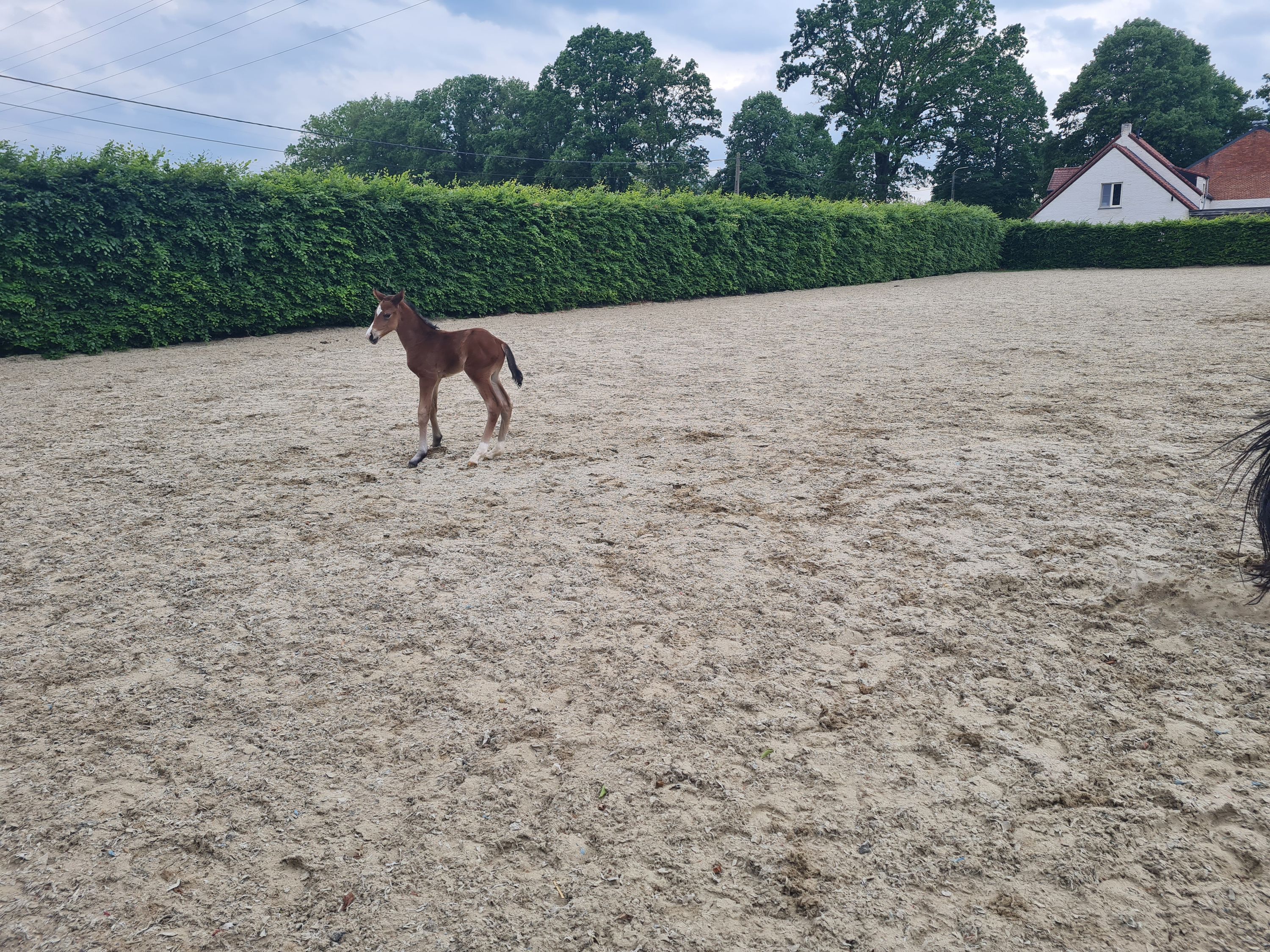 bwp dressuurpaard hengst 0 år bruin till salu - Foto 6