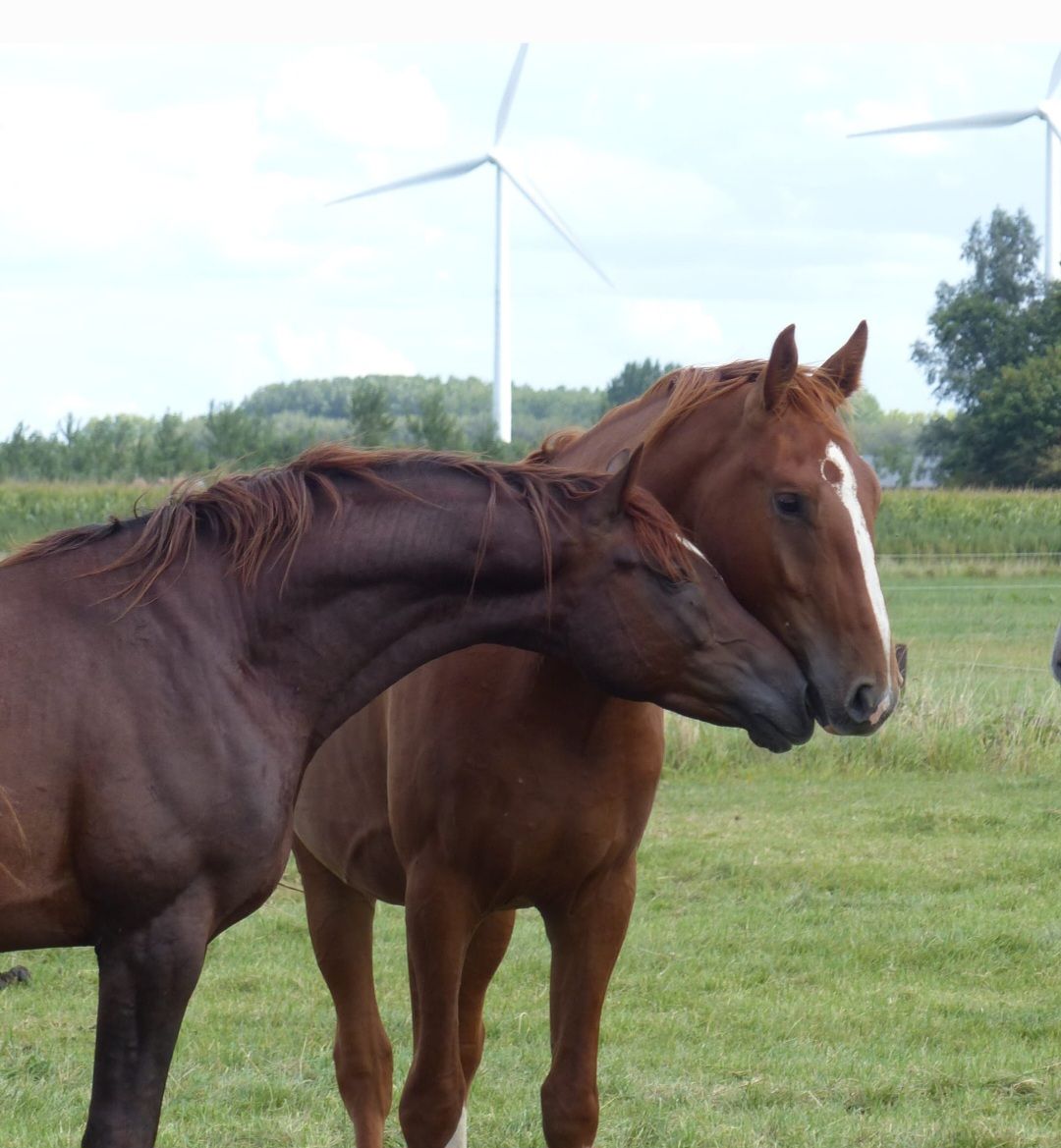 kwpn dressuurpaard hengst 4 ans vos à vendre - Photo 6