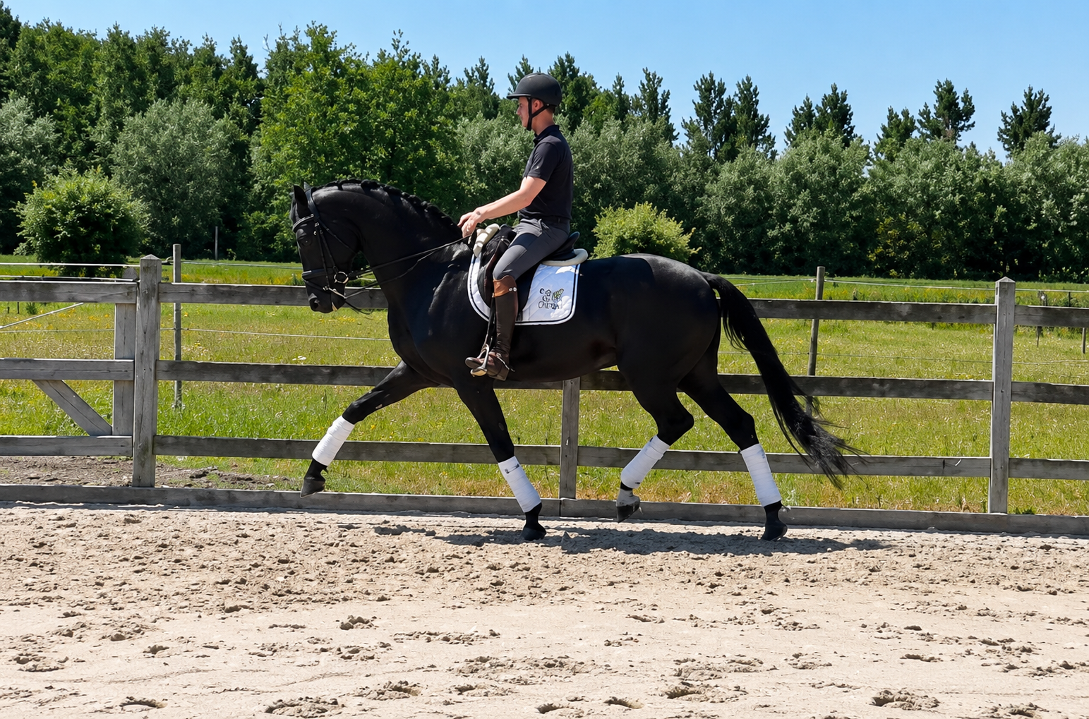 kwpn dressuurpaard ruin 7 años zwart en venta - Foto 3