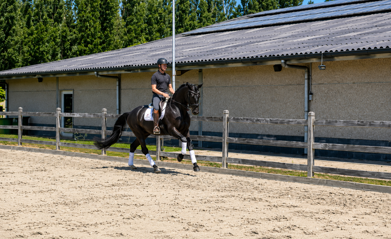 kwpn dressuurpaard ruin 7 años zwart en venta - Foto 2