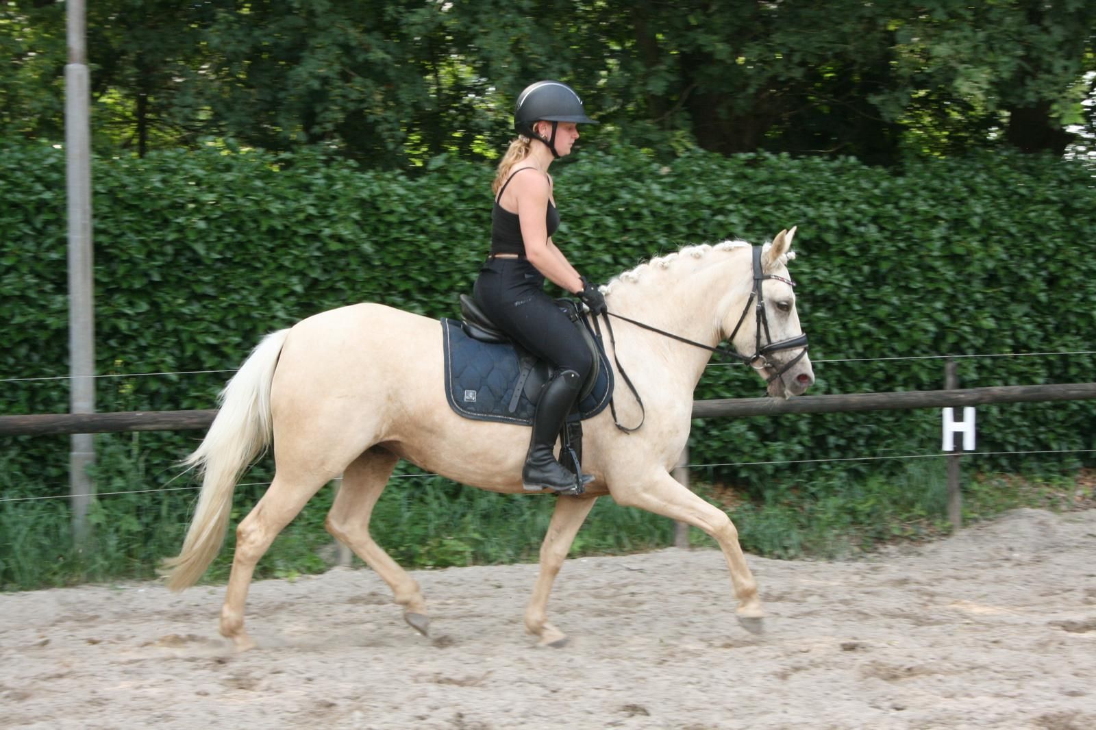 nrps allround-pony merrie 3 años palomino en venta - Foto 2