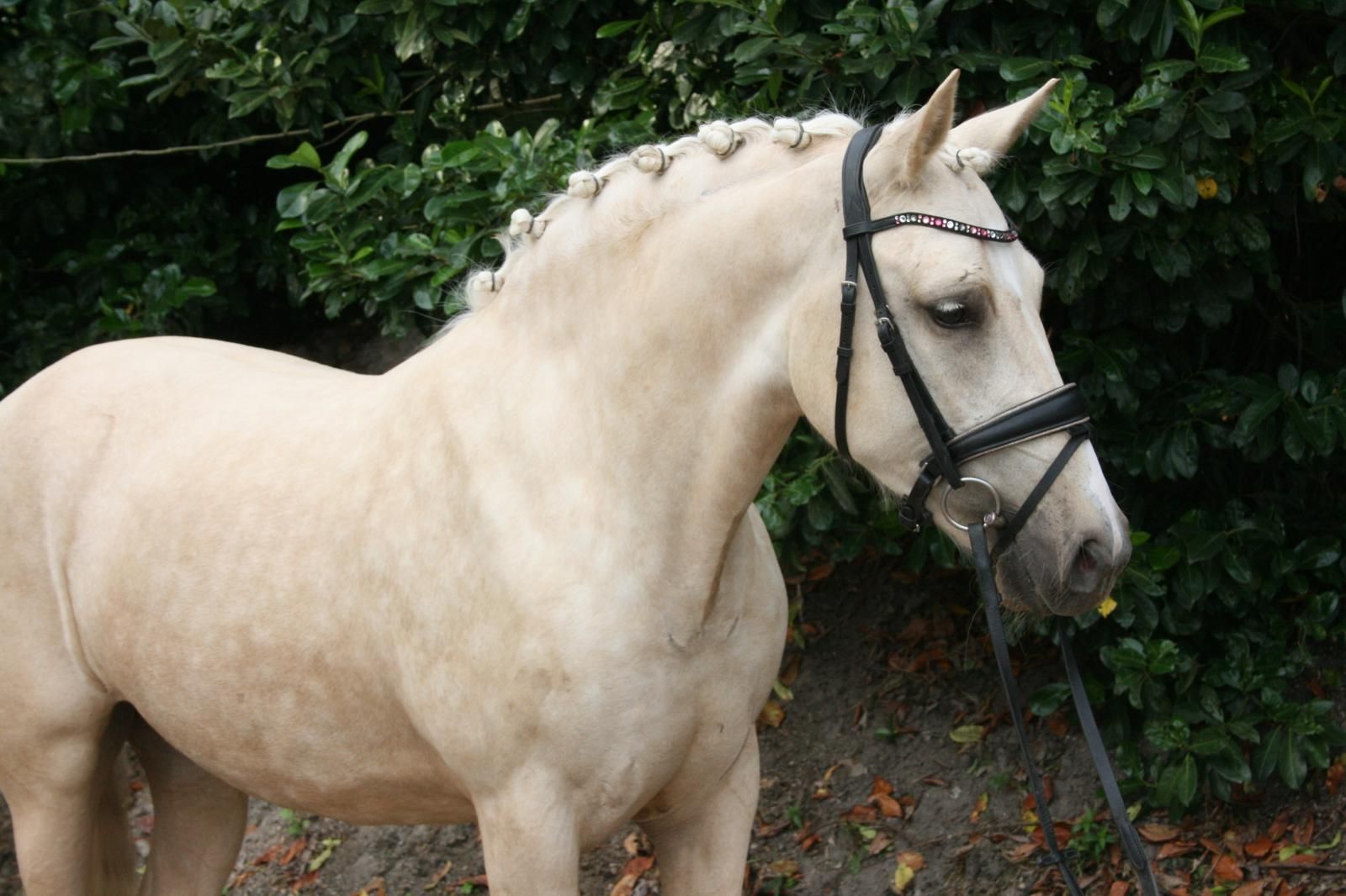 nrps allround-pony merrie 3 años palomino en venta - Foto 5