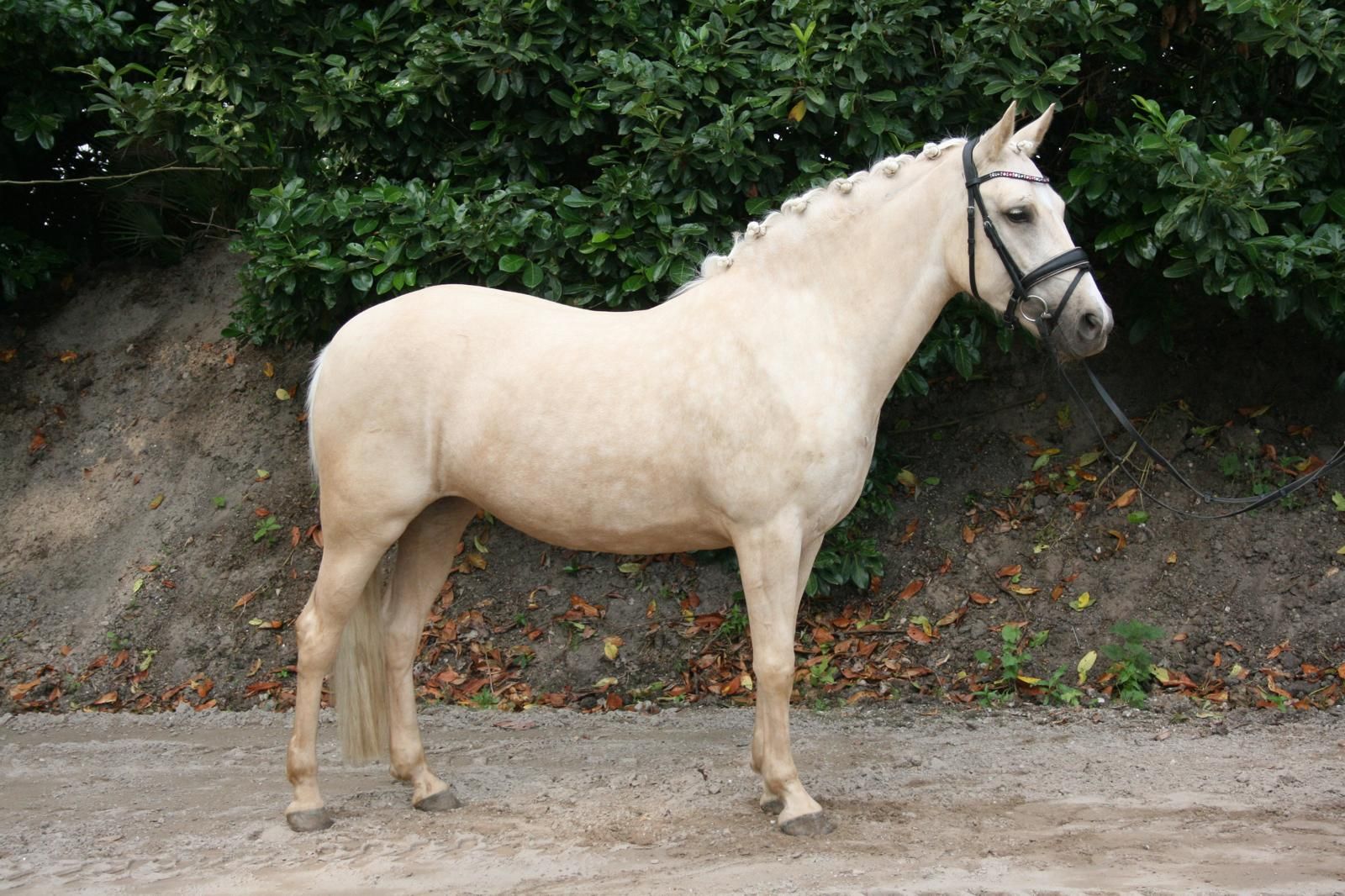 nrps allround-pony merrie 3 años palomino en venta - Foto 4