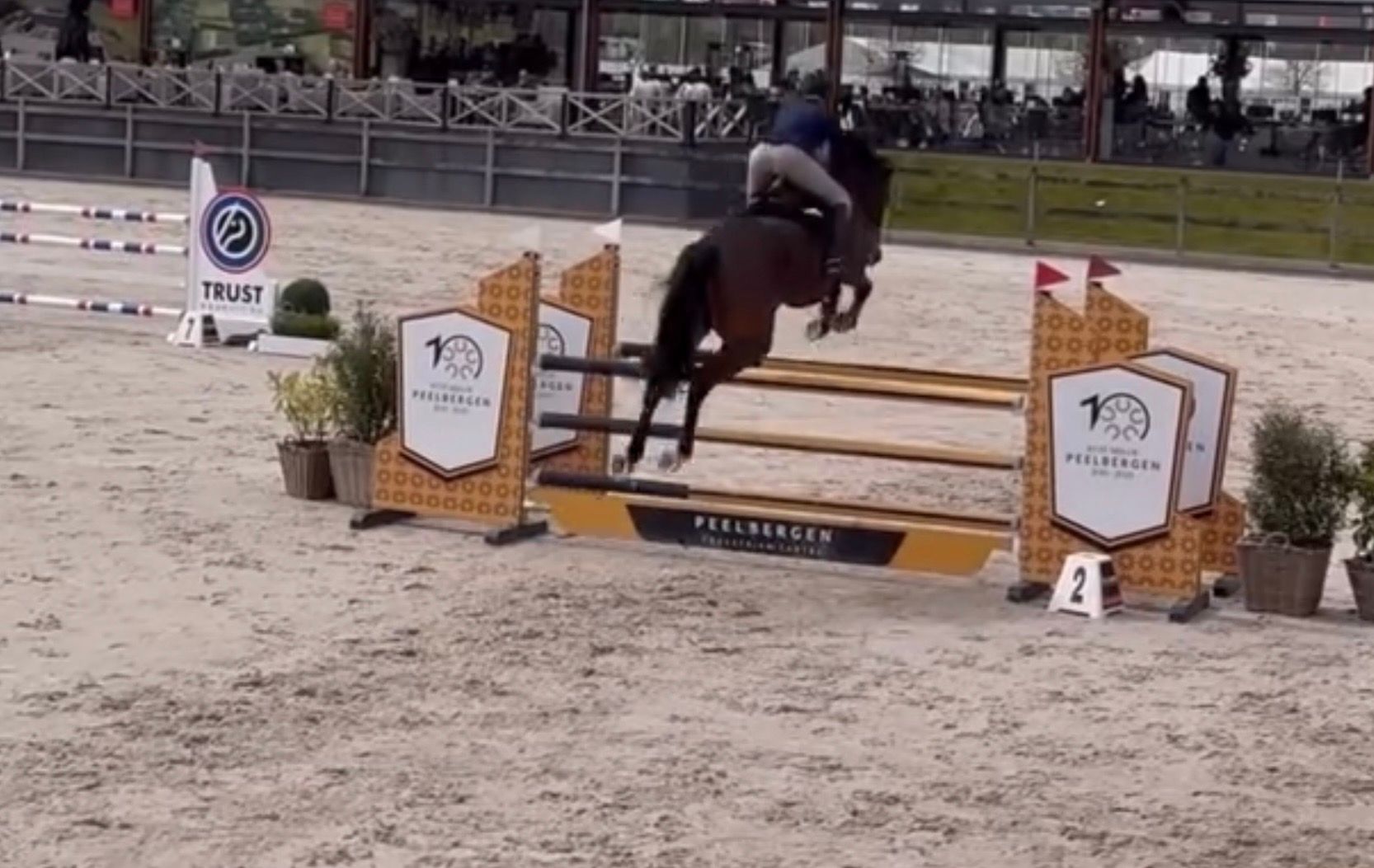 zangersheide springpaard merrie 7 jaar donkerbruin te koop - Foto 5