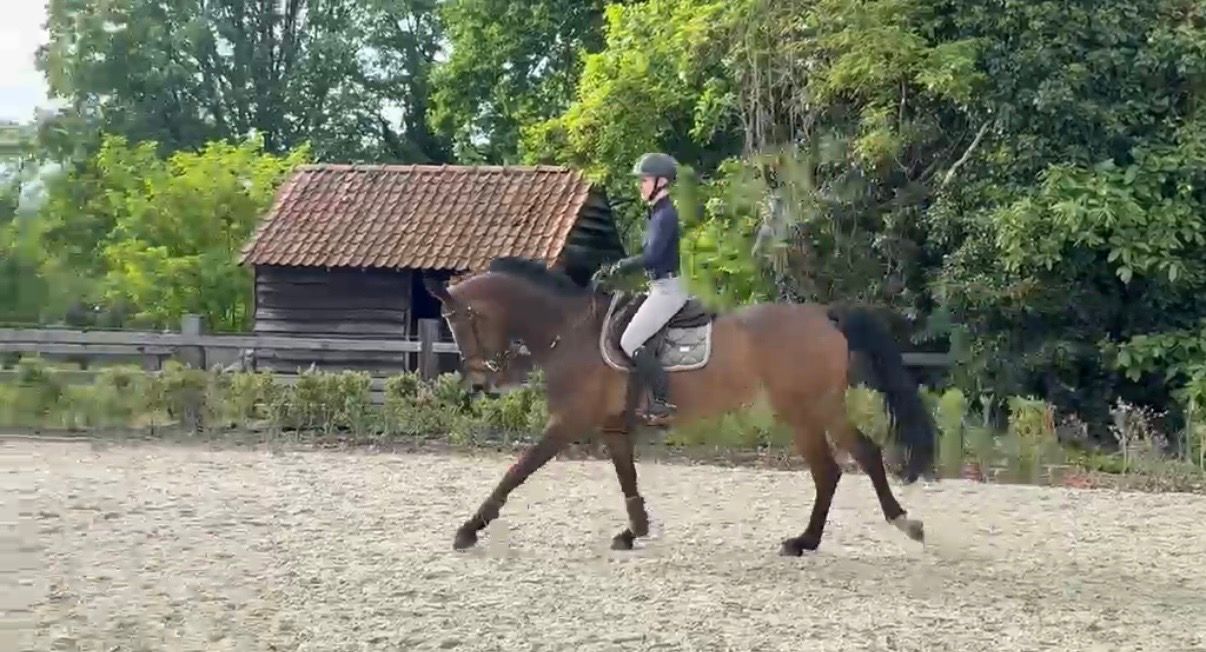 zangersheide springpaard merrie 7 jaar donkerbruin te koop - Foto 6