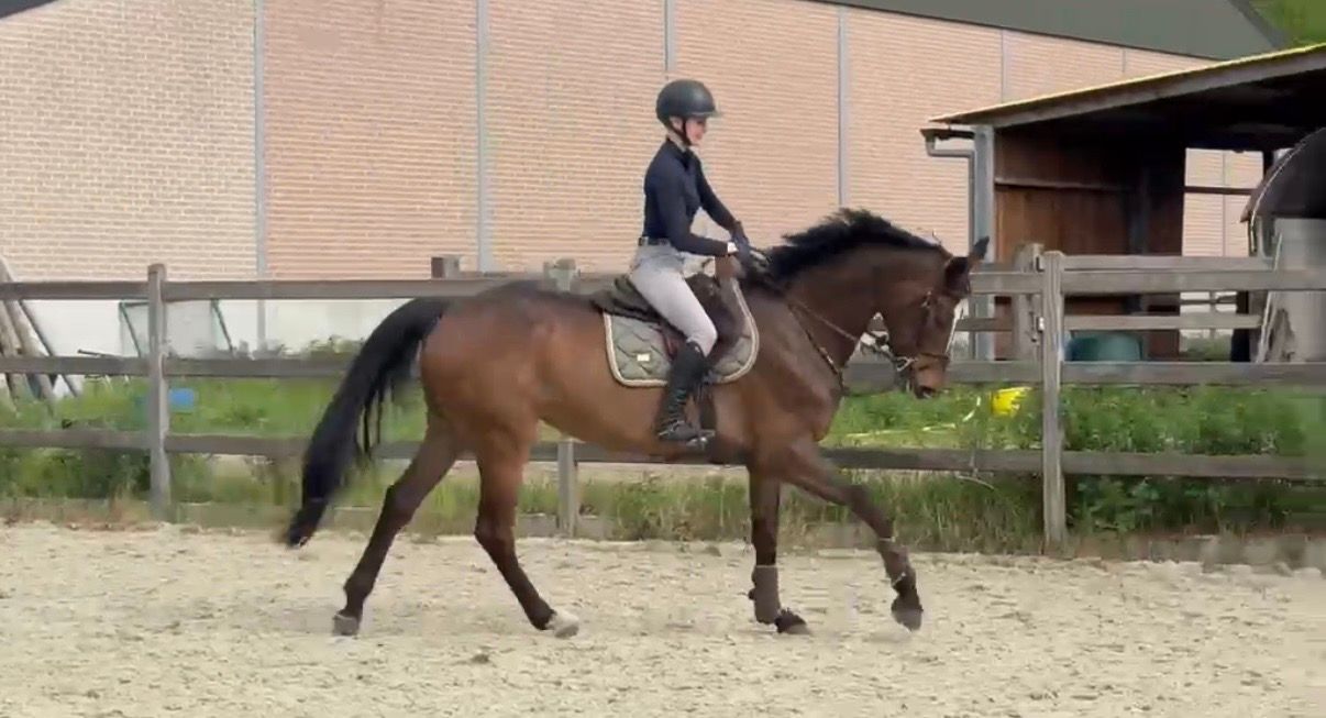zangersheide springpaard merrie 7 jaar donkerbruin te koop - Foto 4