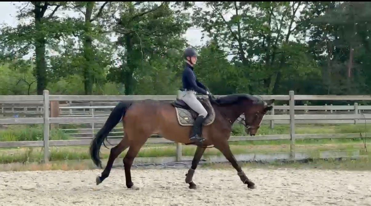 zangersheide springpaard merrie 7 jaar donkerbruin te koop - Foto 3