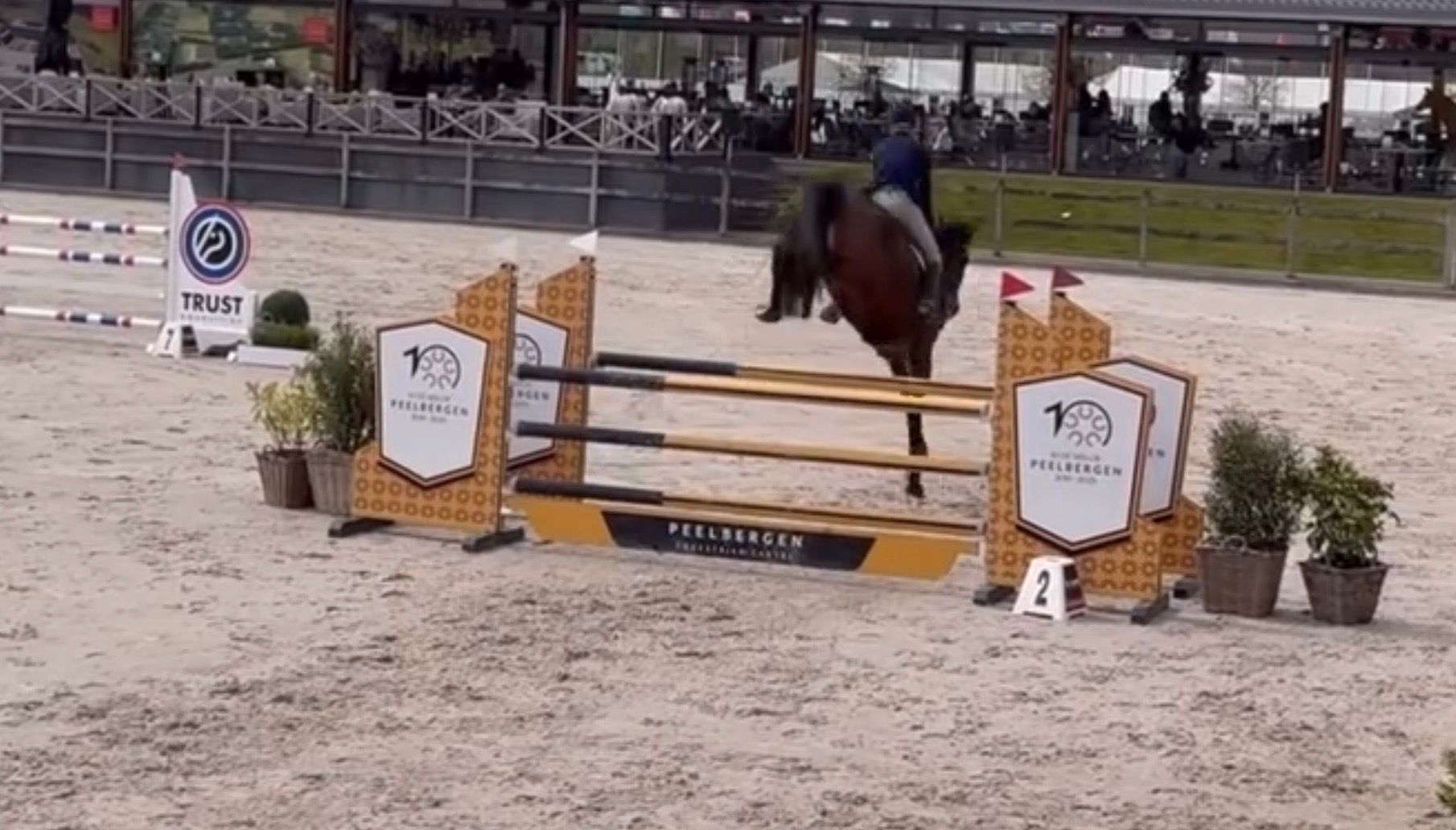 zangersheide springpaard merrie 7 jaar donkerbruin te koop - Foto 2
