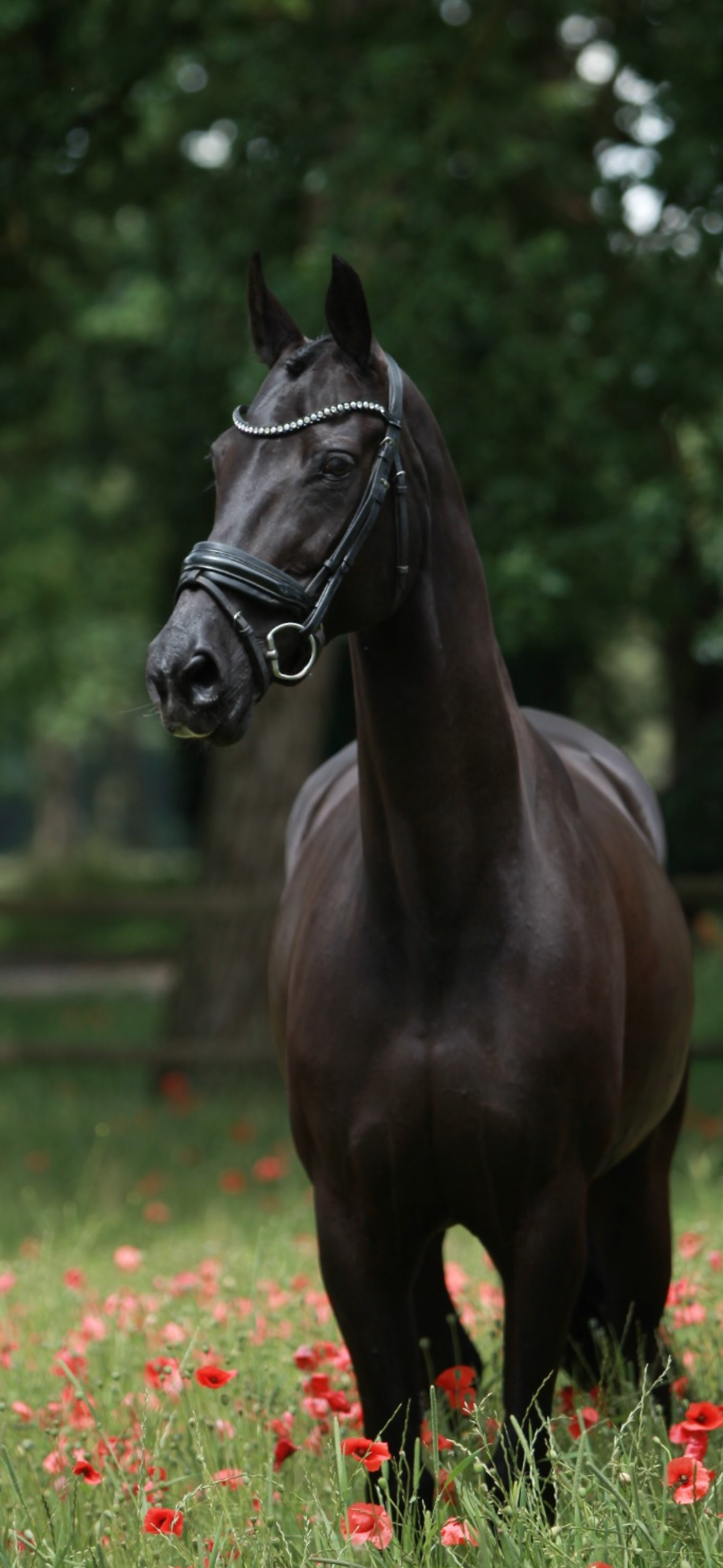 kwpn dressuurpaard merrie 12 years old zwart for sale - Main photo
