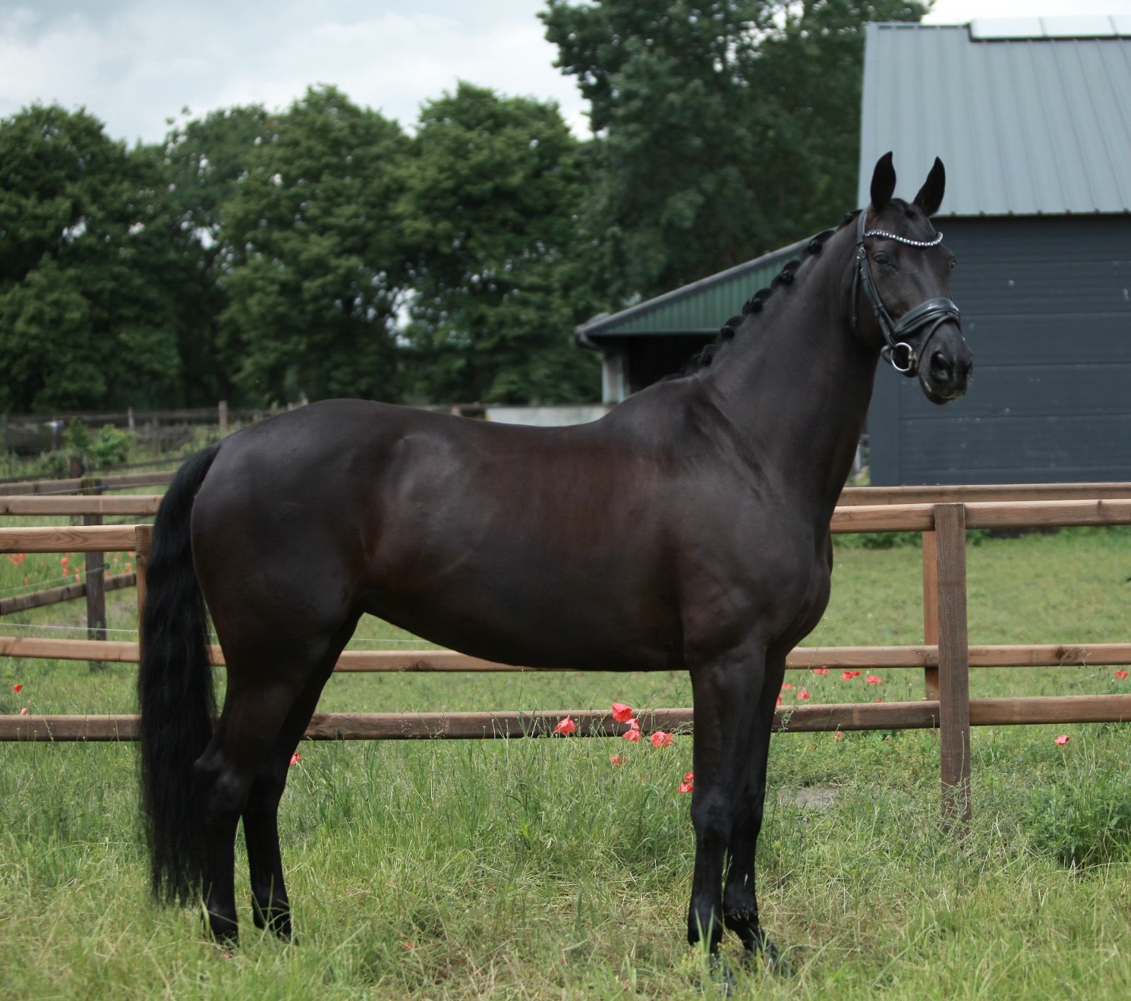 kwpn dressuurpaard merrie 12 years old zwart for sale - Photo 3