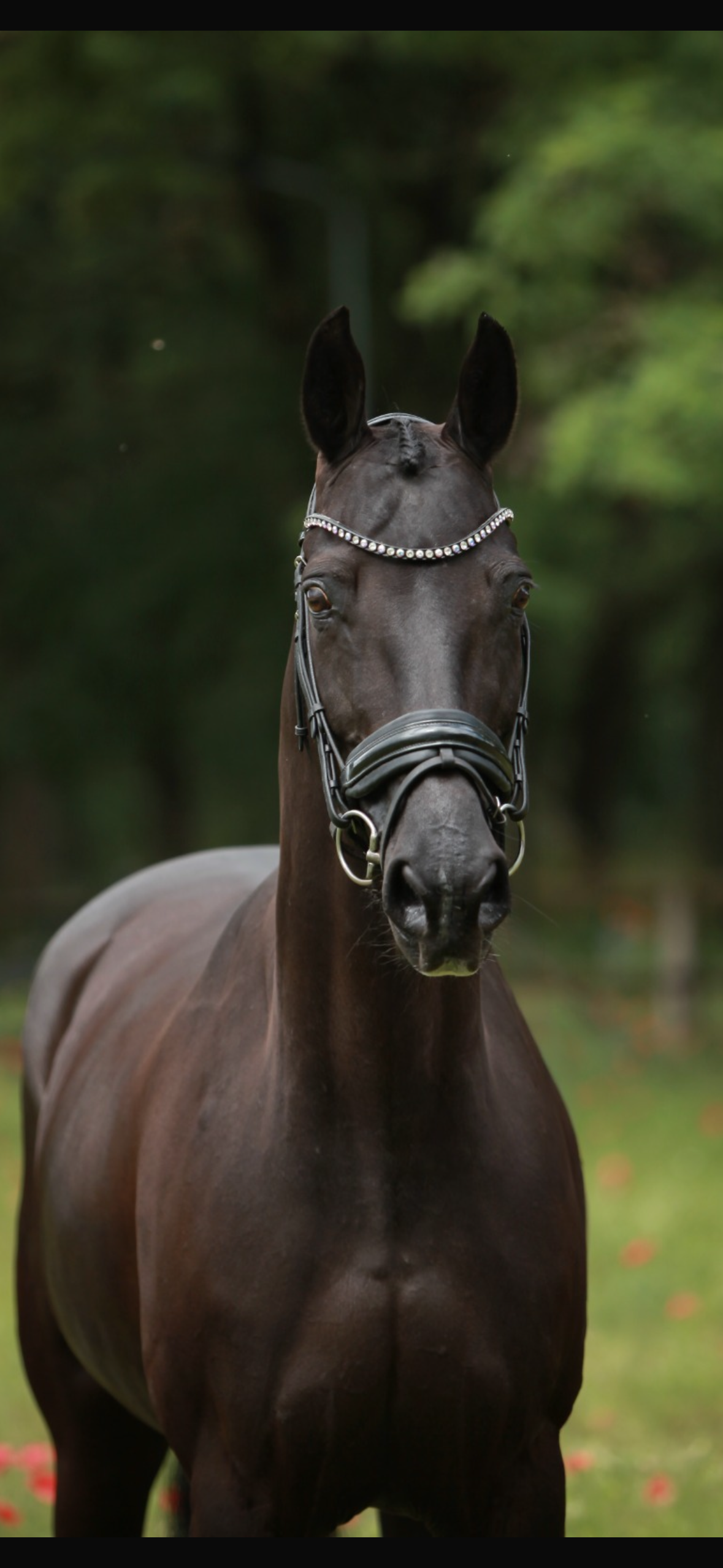 kwpn dressuurpaard merrie 12 years old zwart for sale - Photo 2