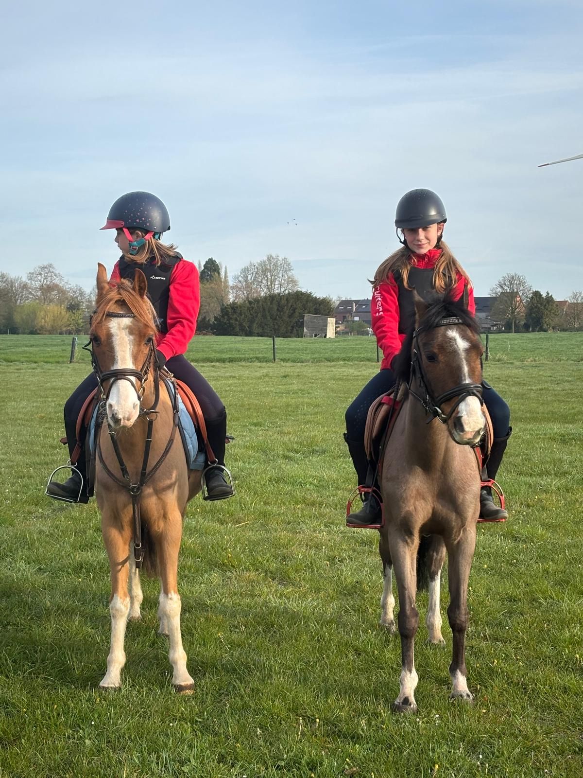 bwp allround-pony ruin 23 jaar bruin te koop - Foto 2