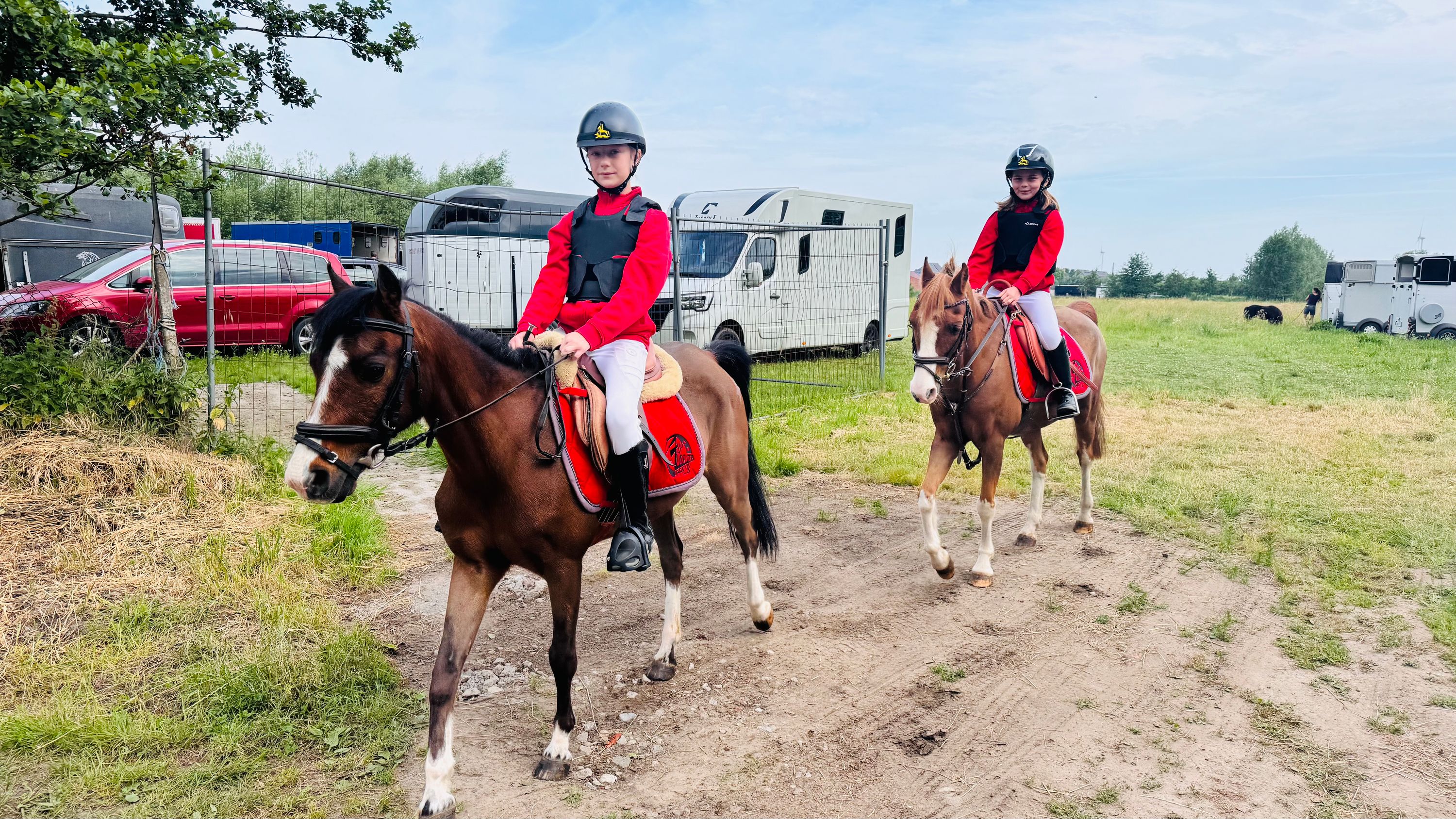 bwp allround-pony ruin 23 jaar bruin te koop - Foto 5