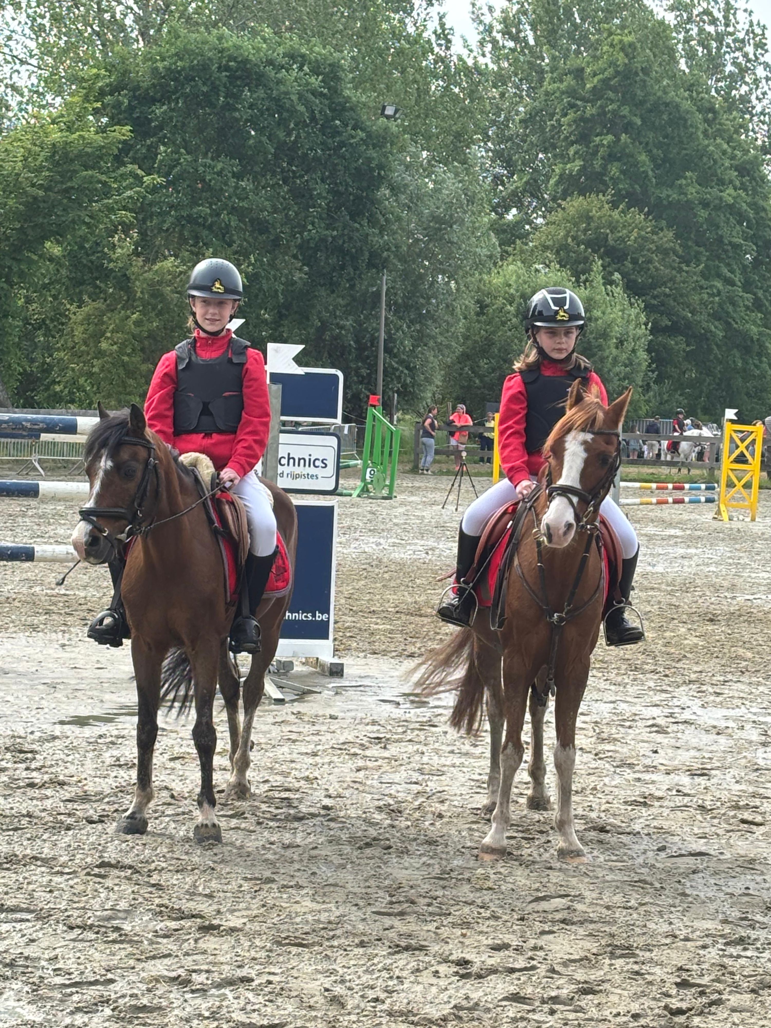bwp allround-pony ruin 23 jaar bruin te koop - Foto 3